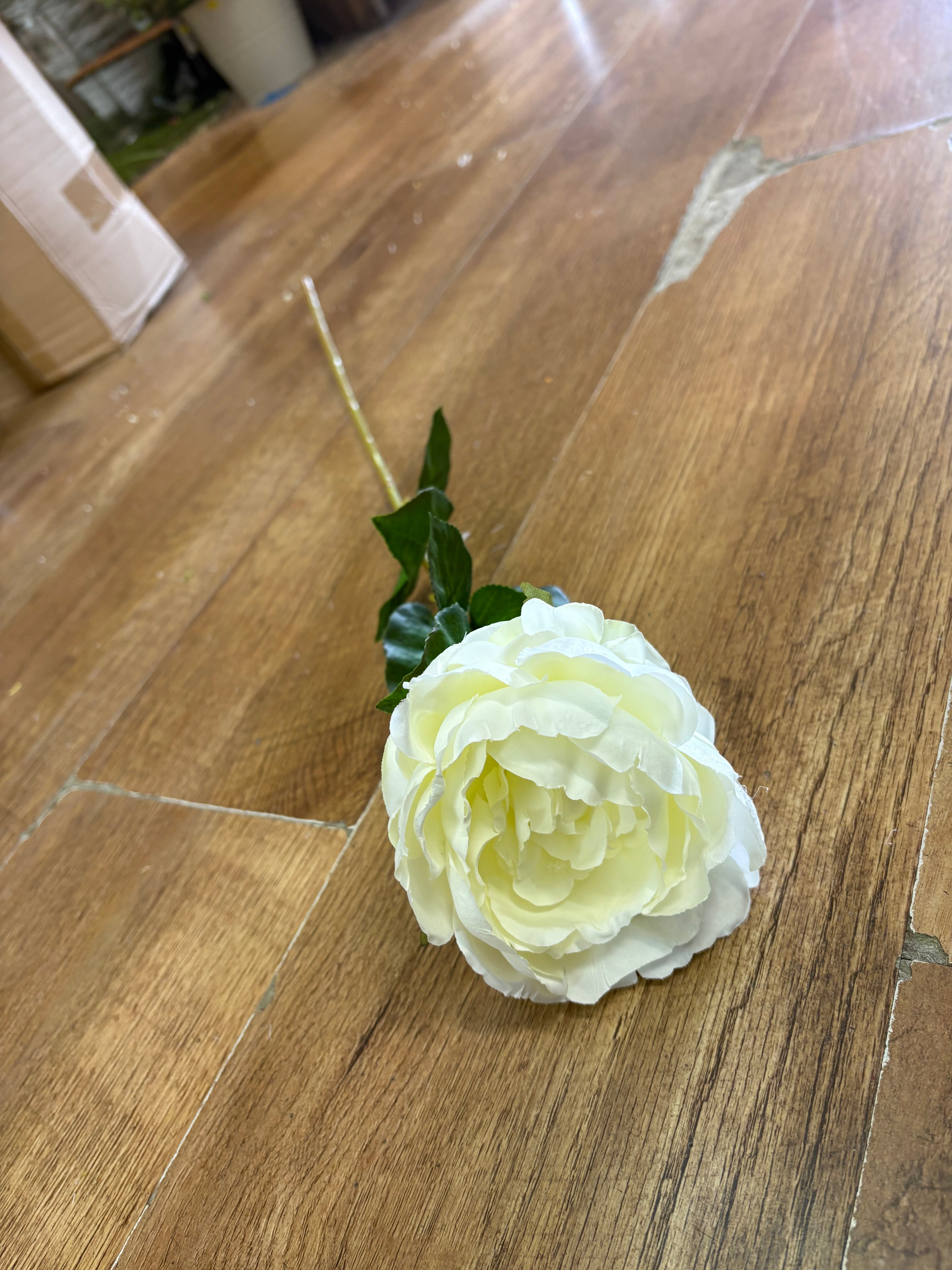Cream Lola peony stem