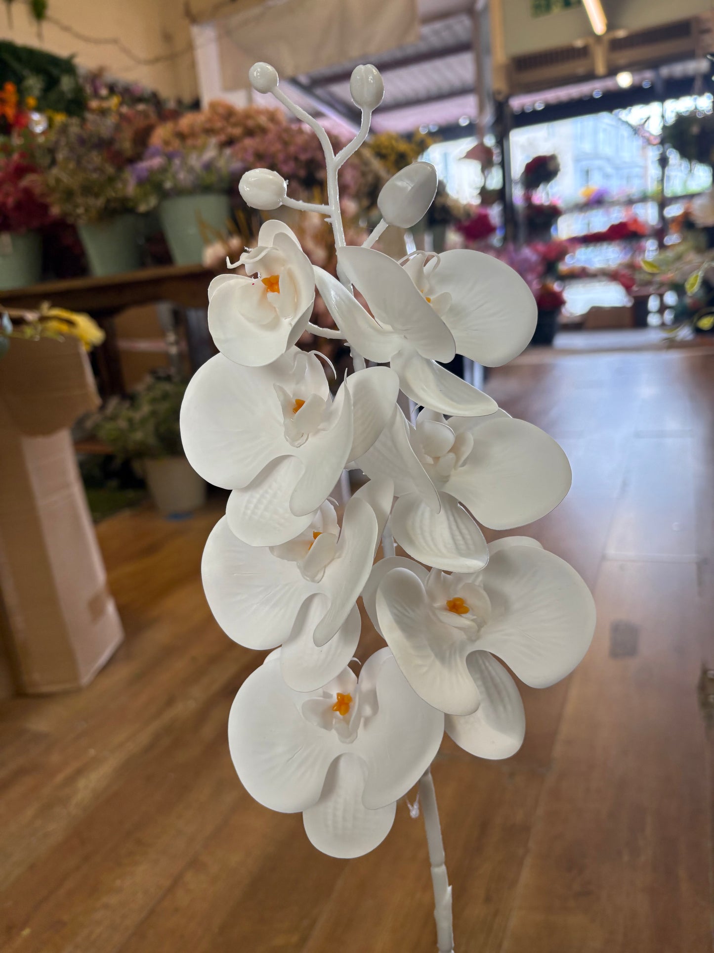 74cm tall 7 headed pure white orchid stem