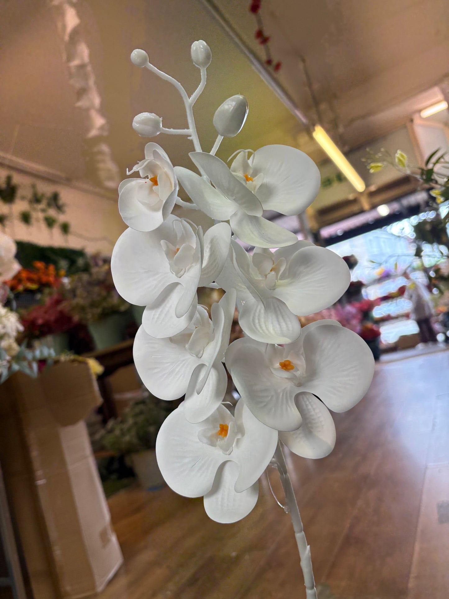74cm tall 7 headed pure white orchid stem