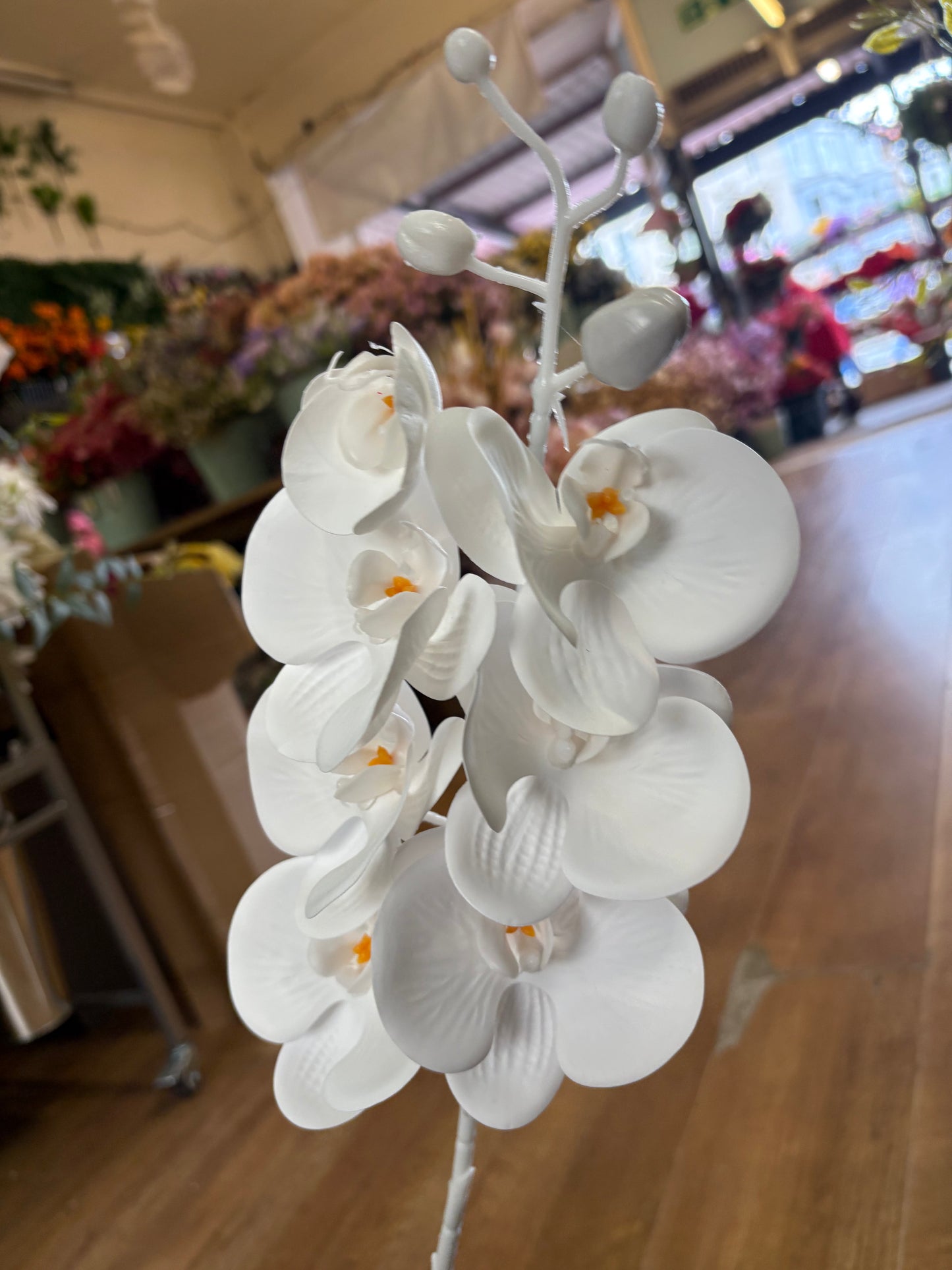 74cm tall 7 headed pure white orchid stem