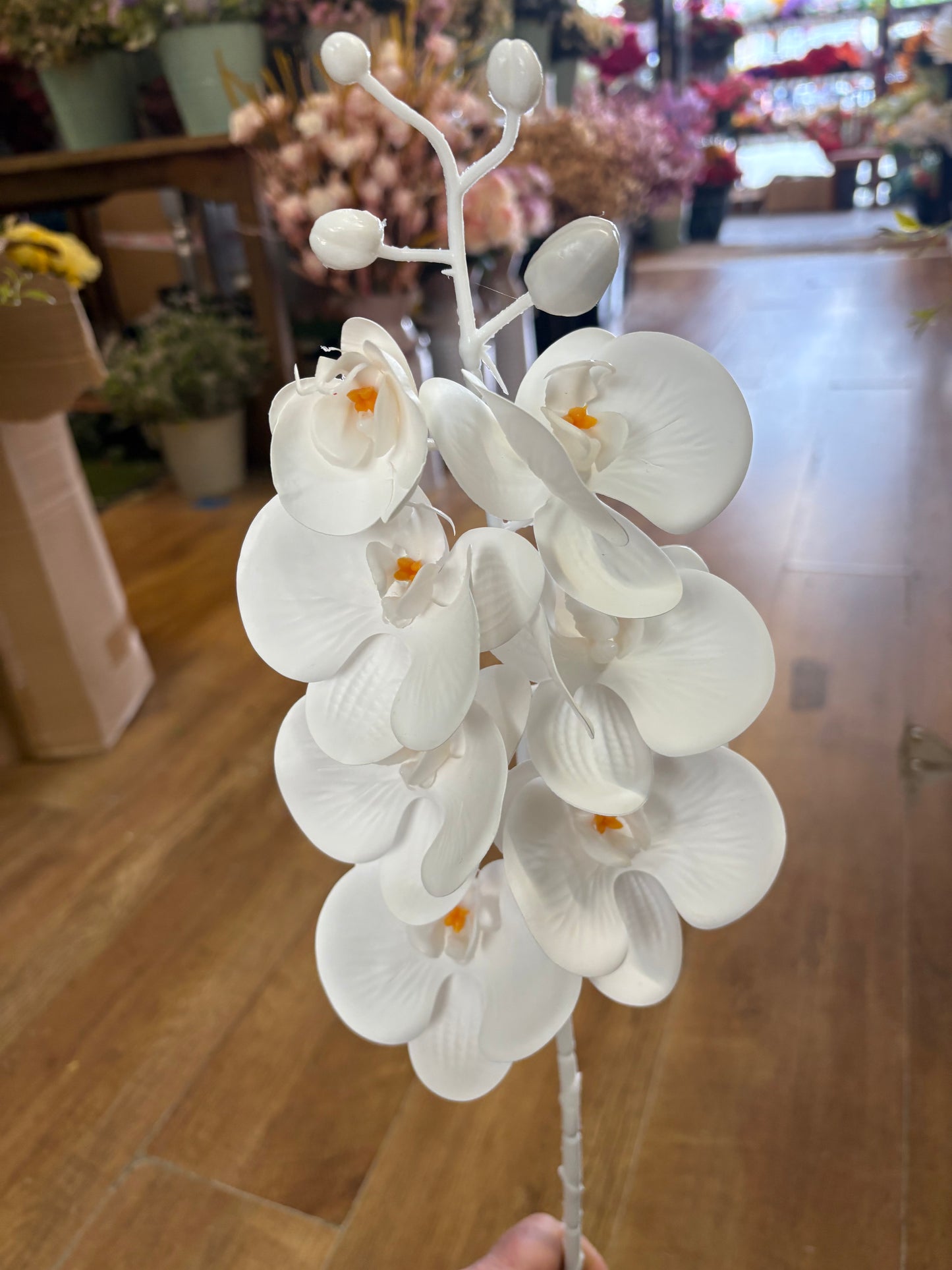 74cm tall 7 headed pure white orchid stem
