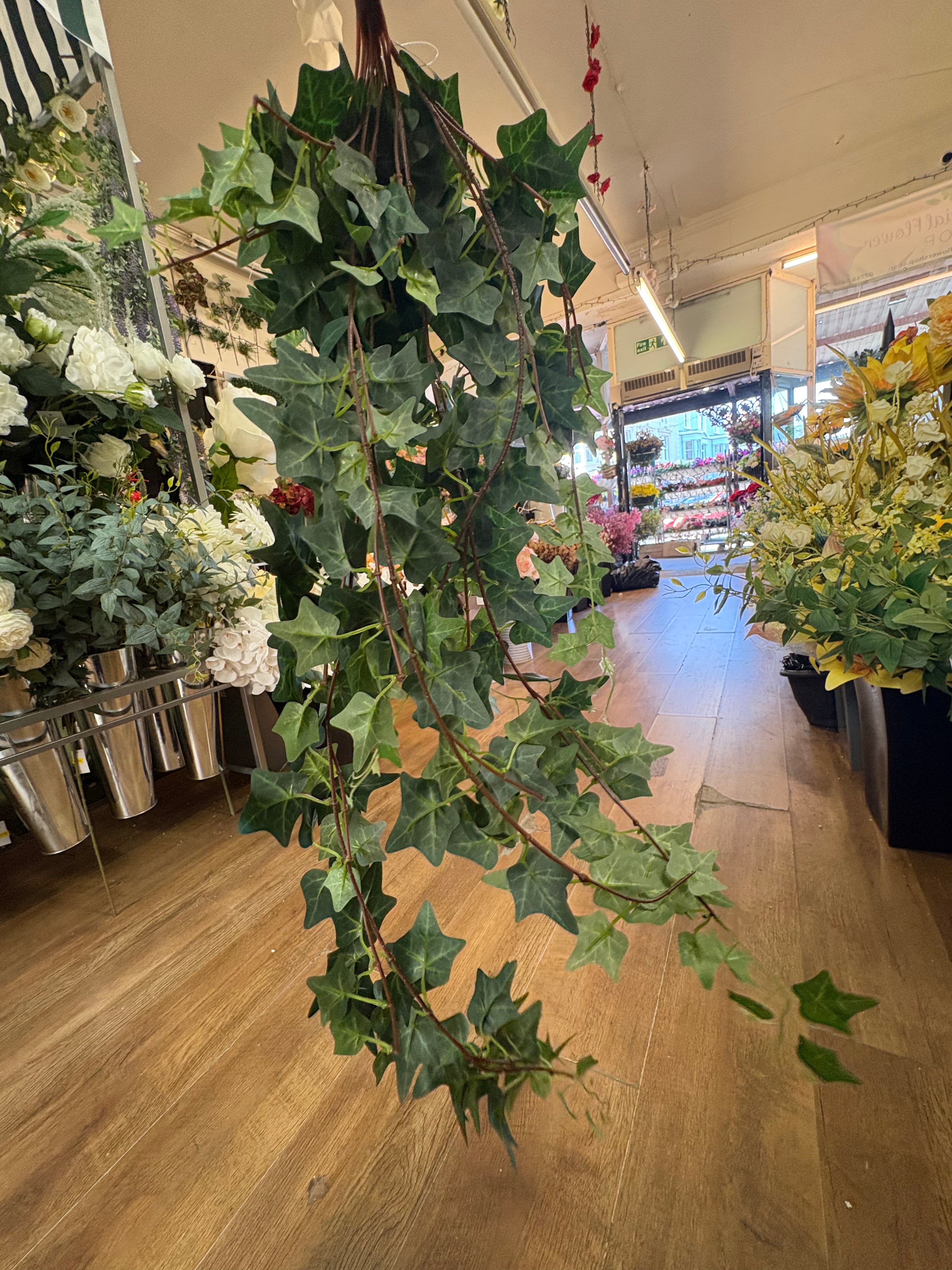 Large bushy ivy trailer