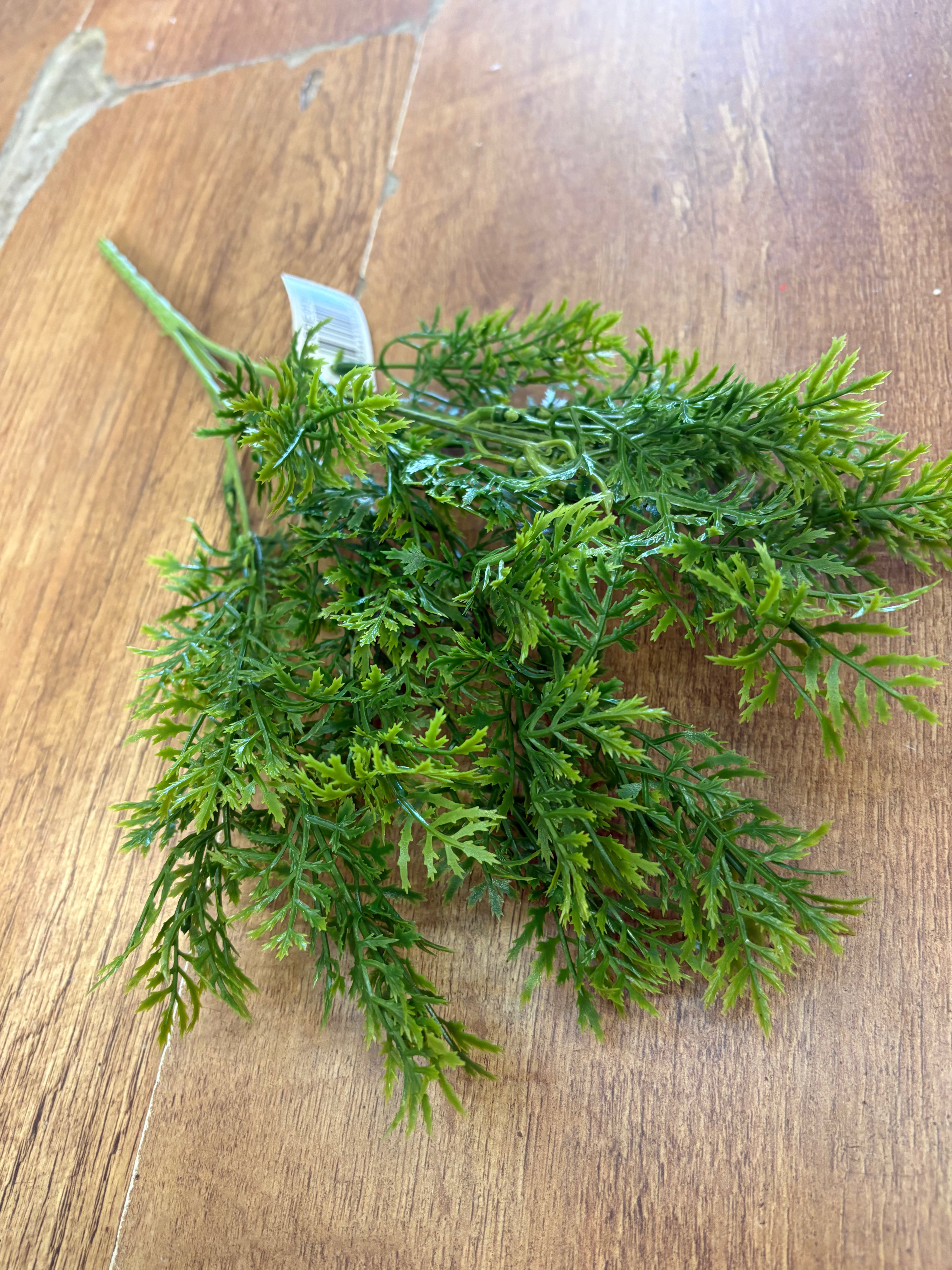 Conifer bush
