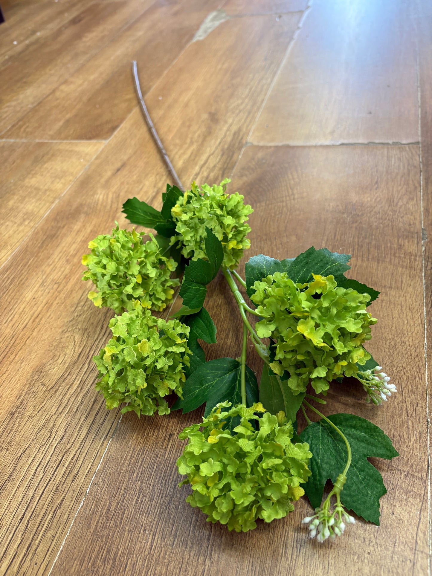 Long stem green kalanchoe geranium