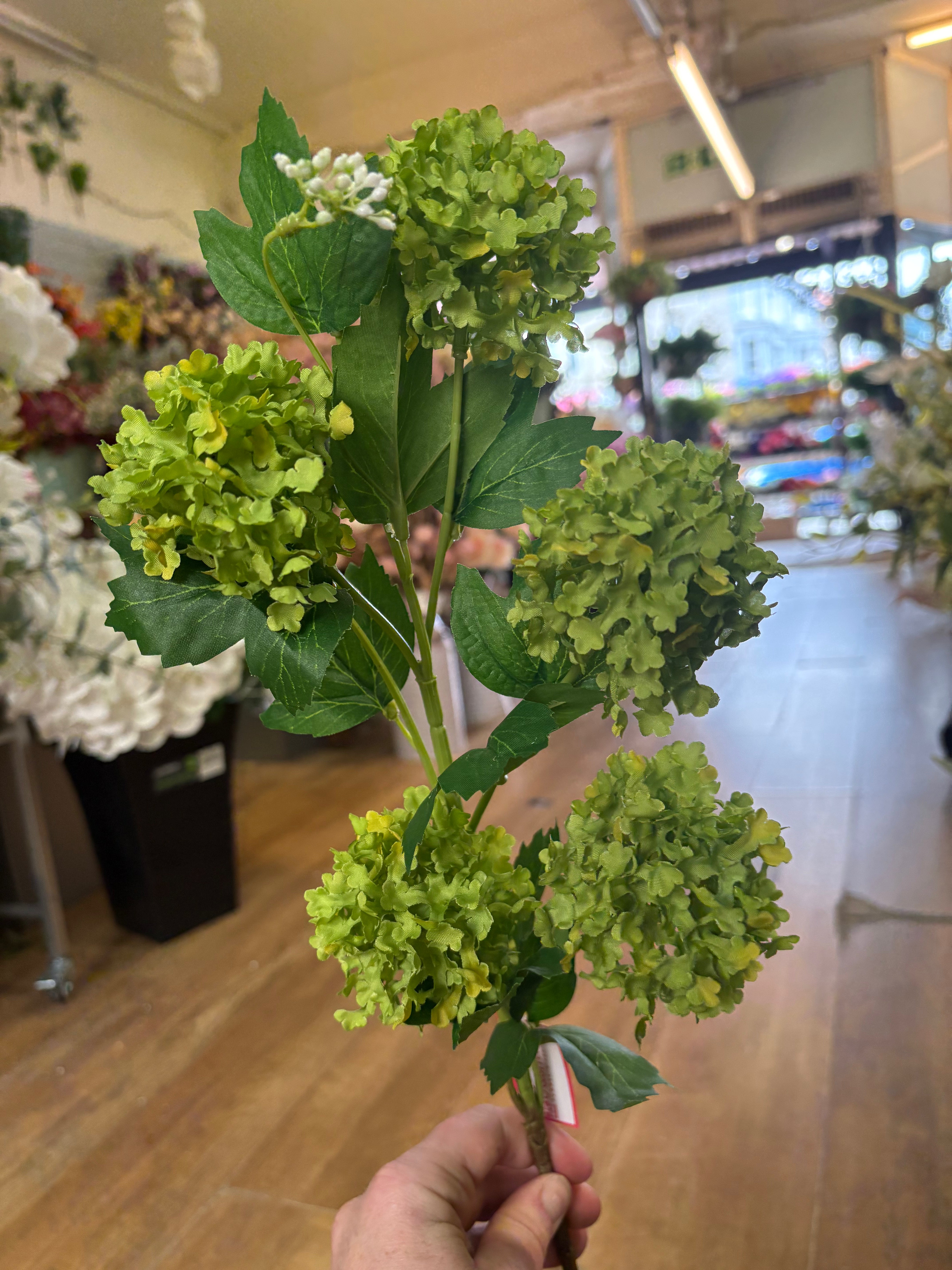 Long stem green kalanchoe geranium