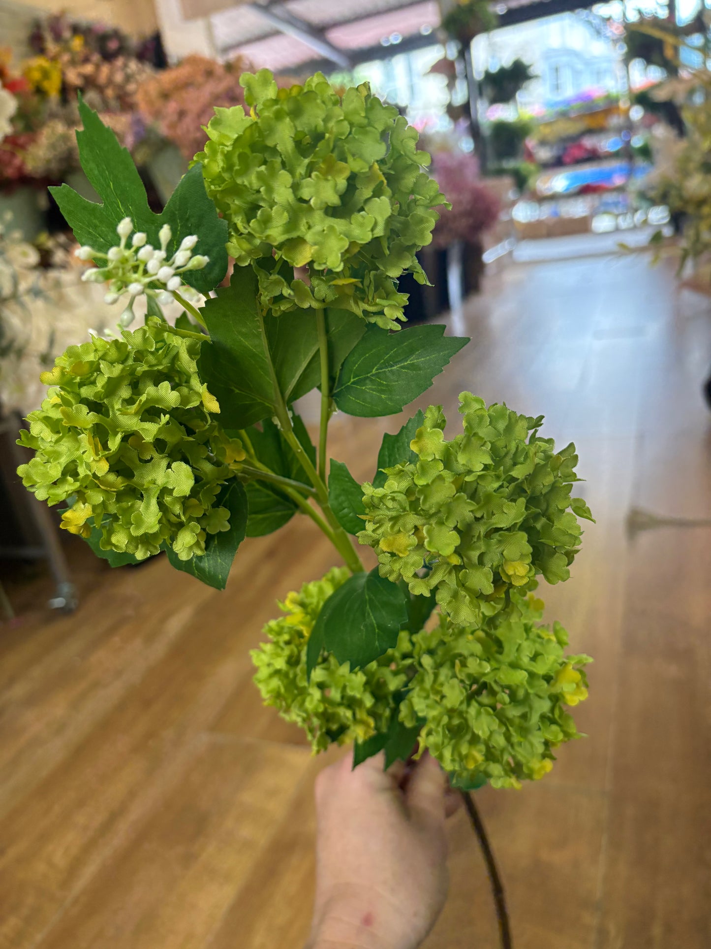 Long stem green kalanchoe geranium