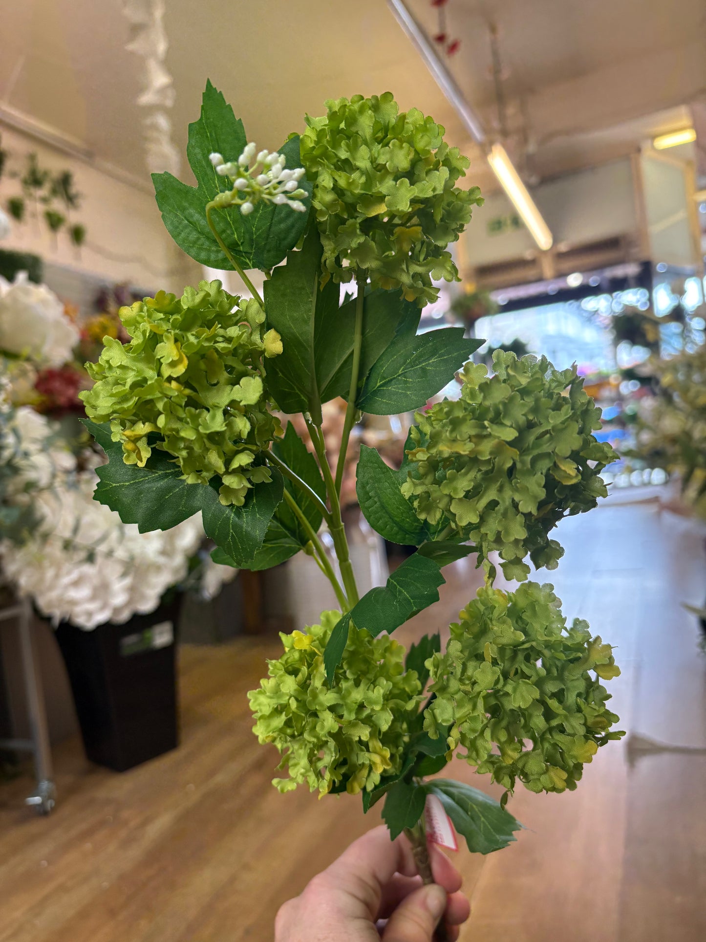Long stem green kalanchoe geranium