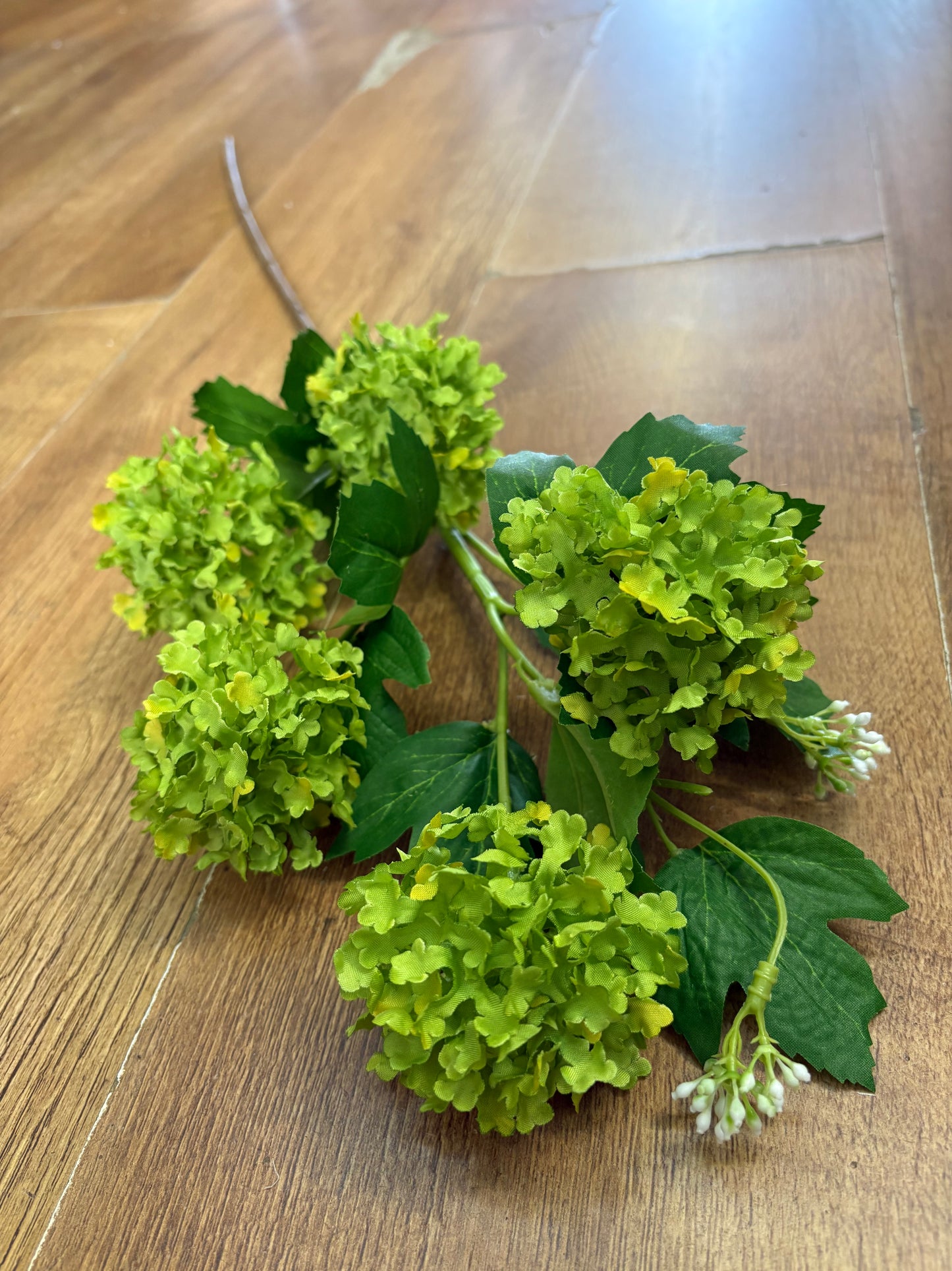 Long stem green kalanchoe geranium