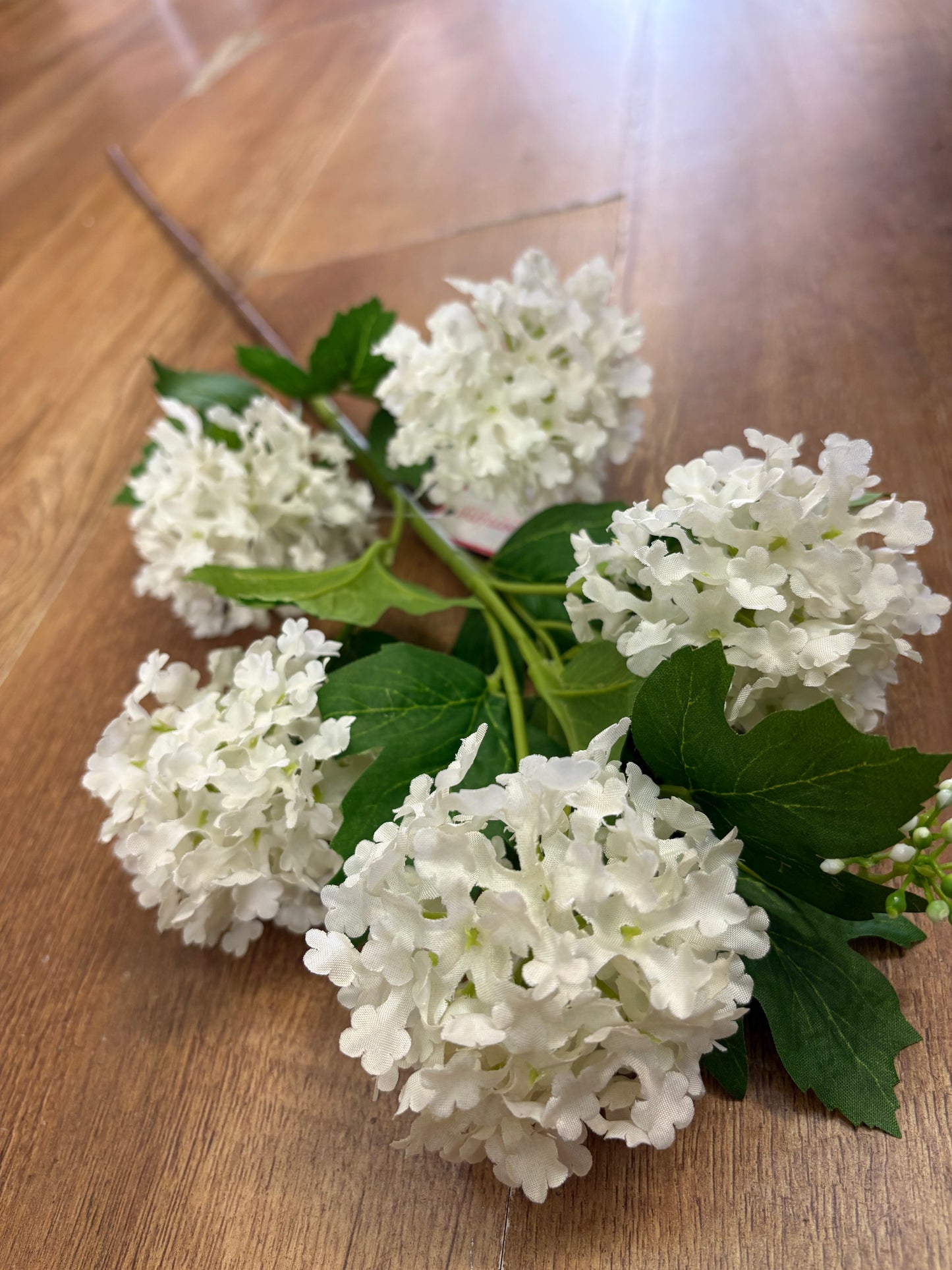 Long stem white kalanchoe geranium