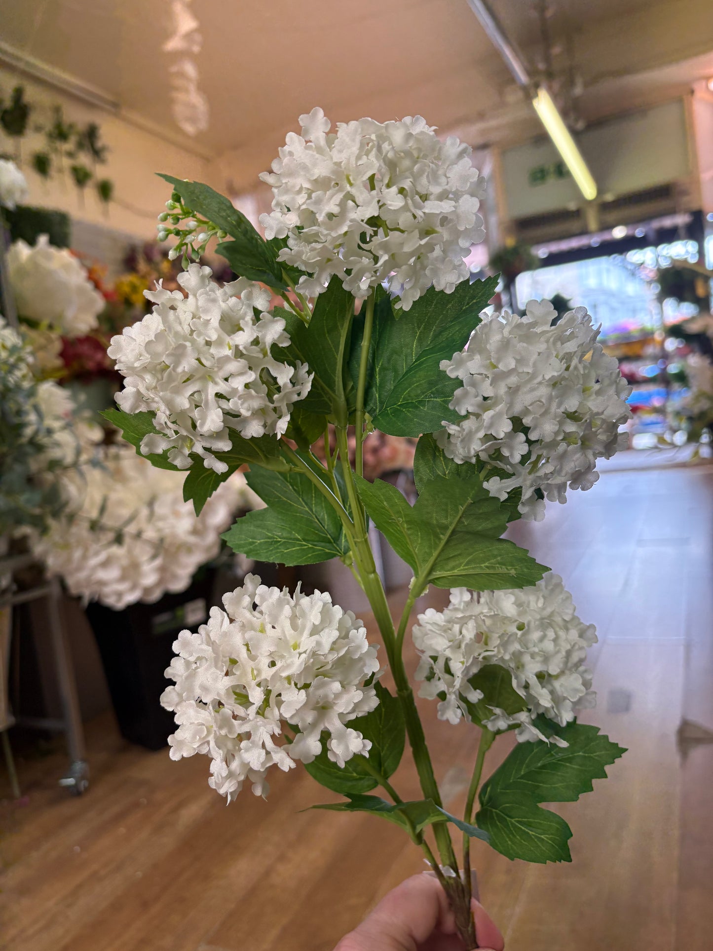 Long stem white kalanchoe geranium