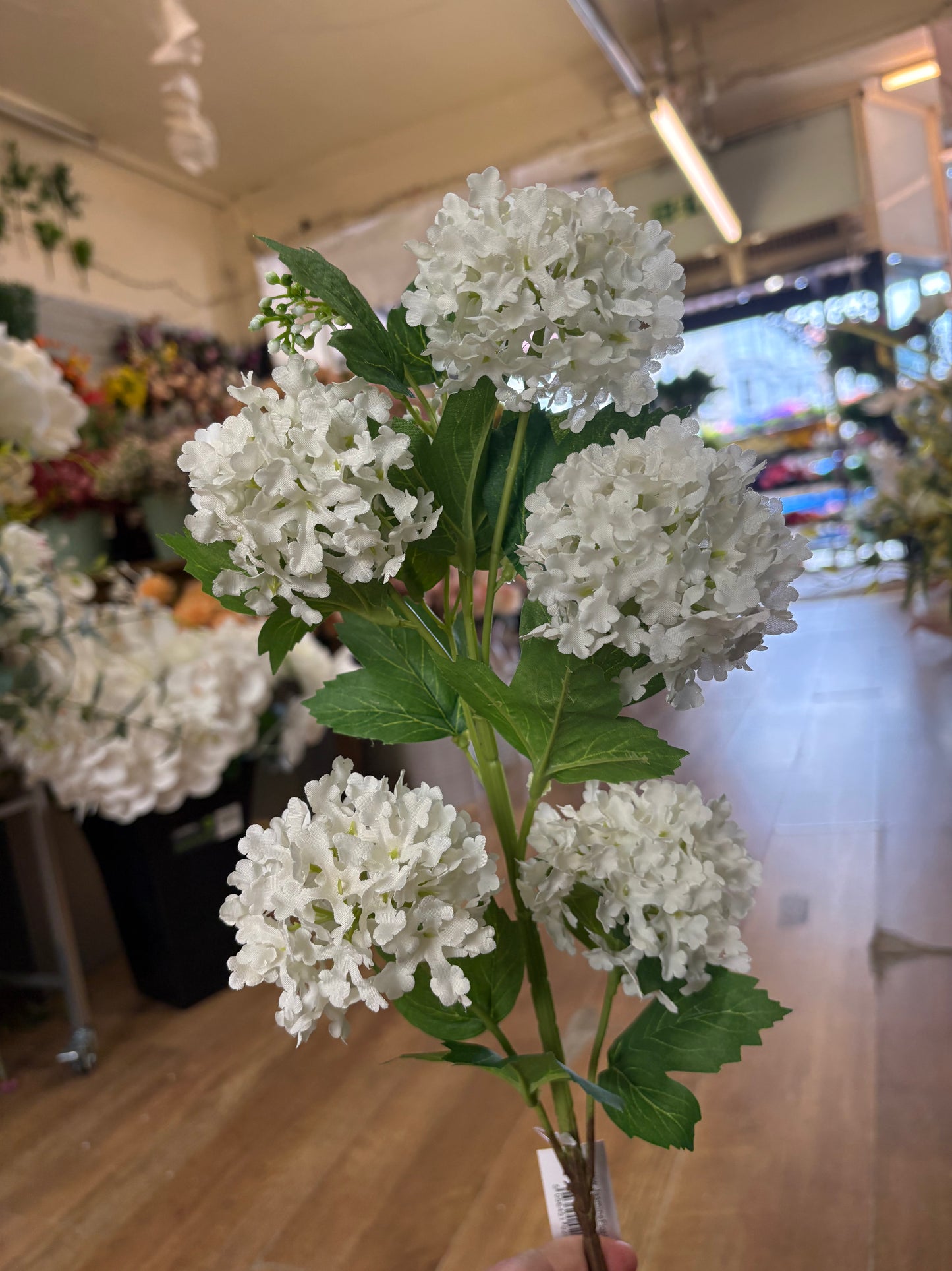 Long stem white kalanchoe geranium