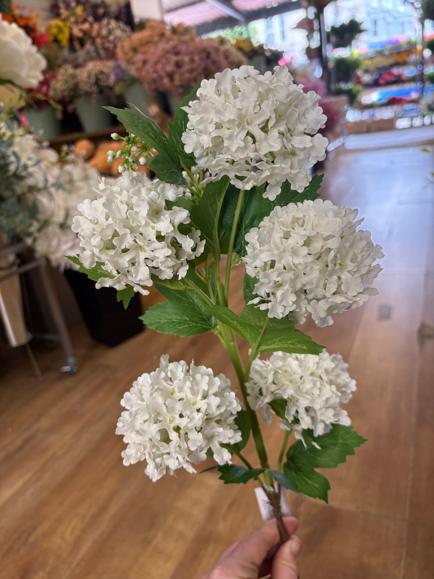 Long stem white kalanchoe geranium