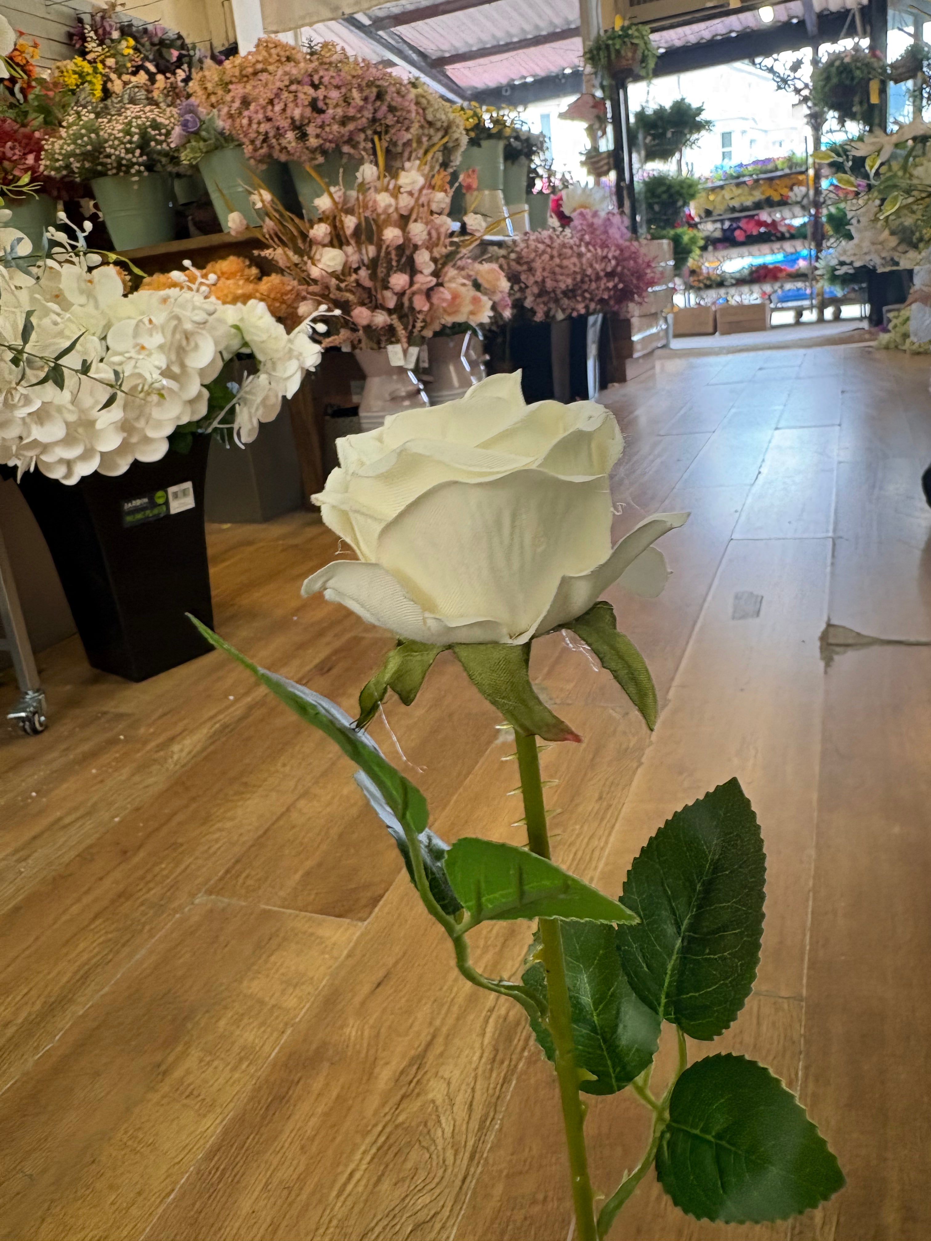 Single cream amira rose