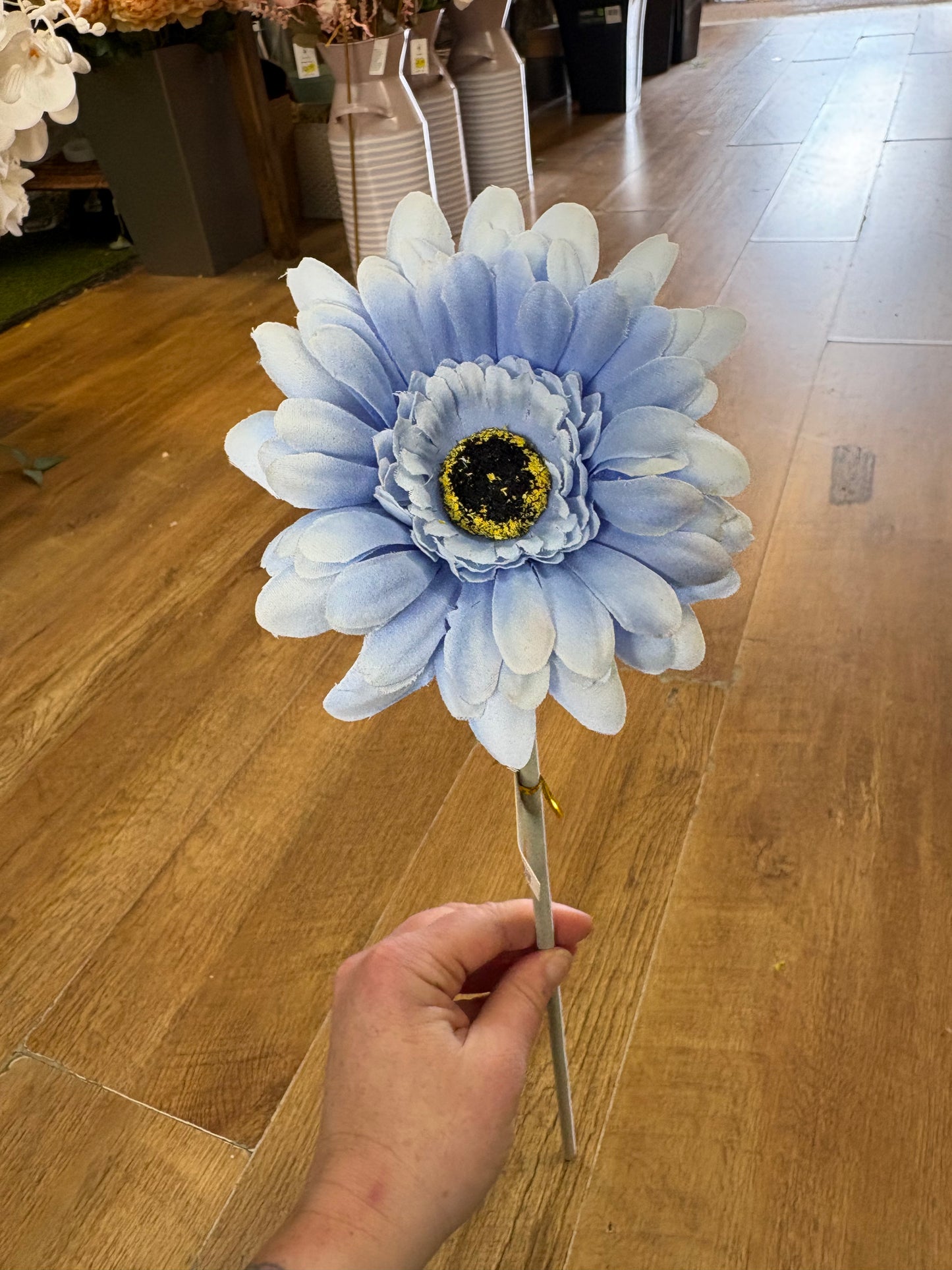 Long stem single pale blue gerbera