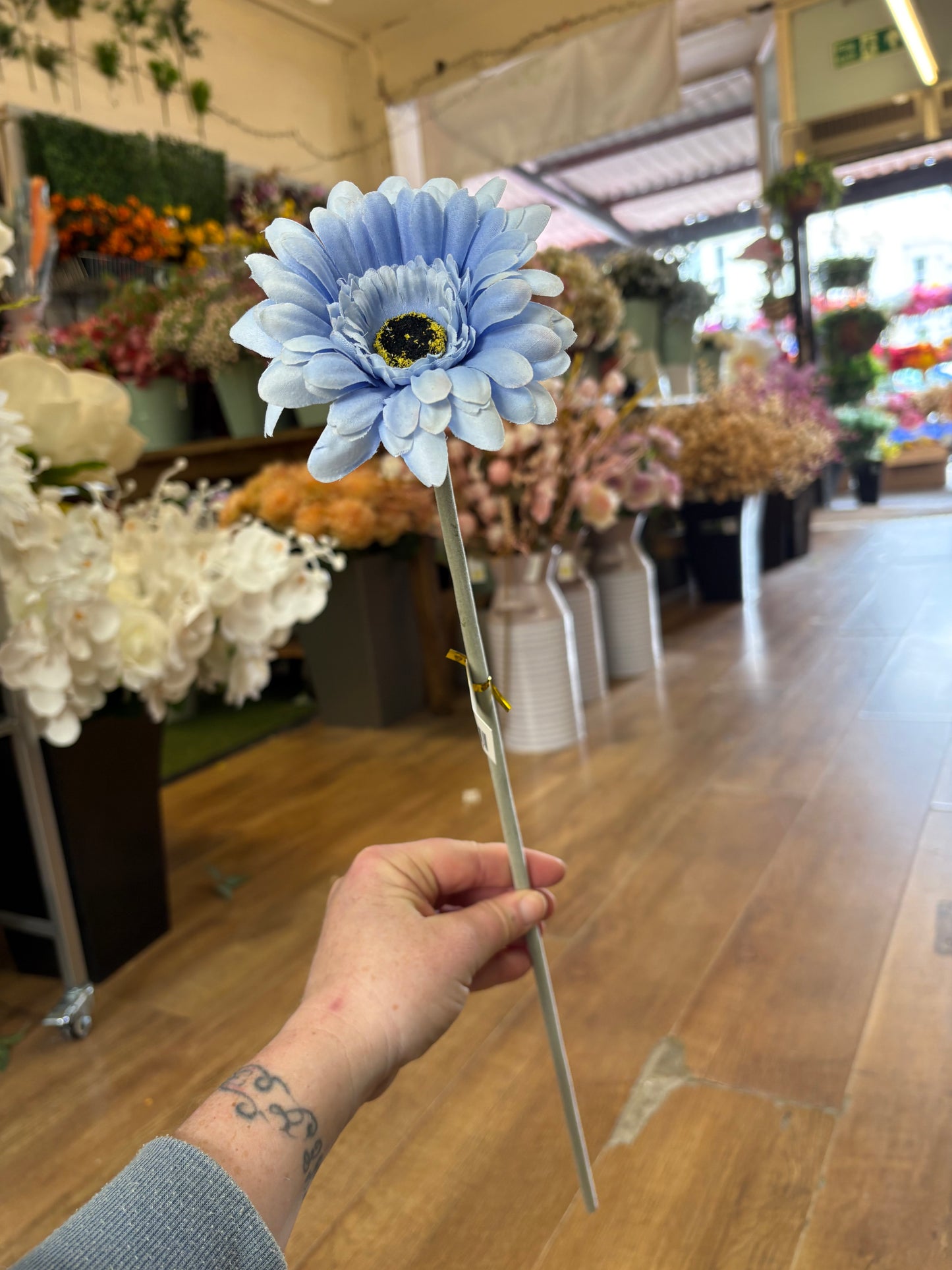Long stem single pale blue gerbera