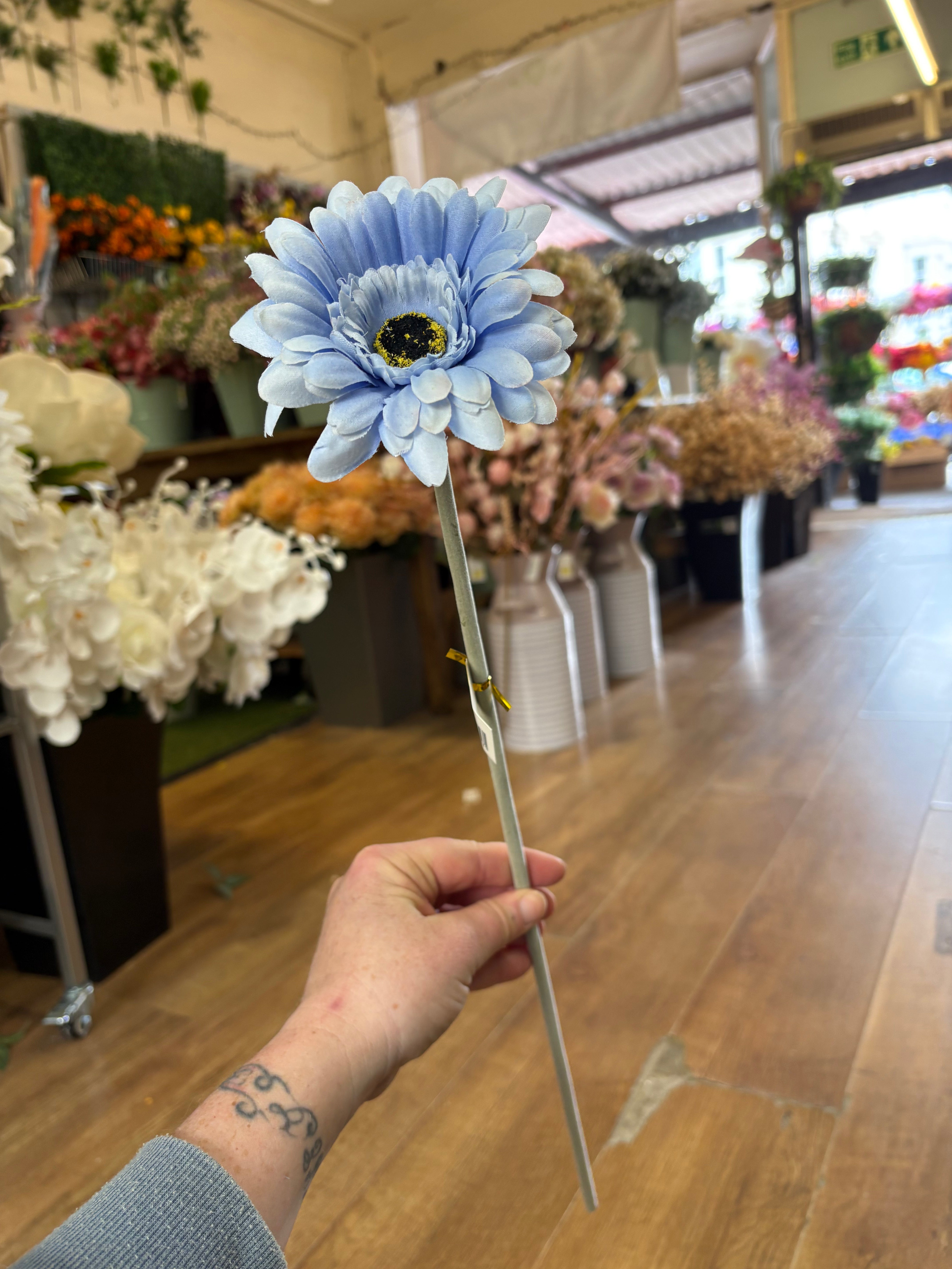 Long stem single pale blue gerbera