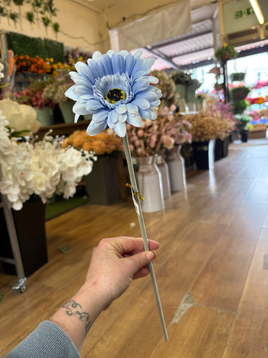 Long stem single pale blue gerbera