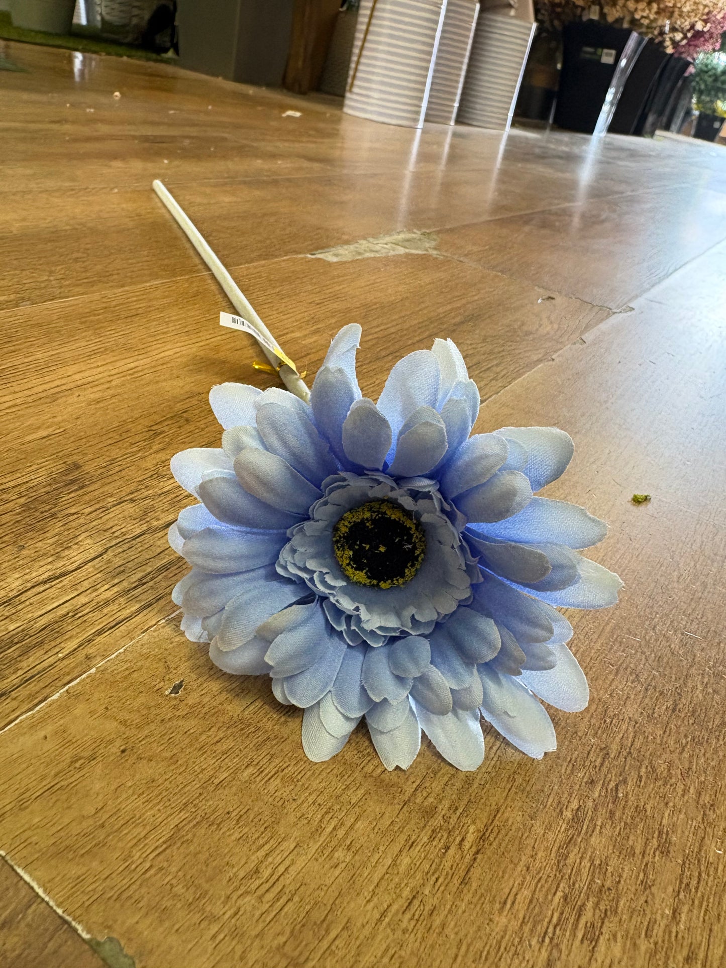 Long stem single pale blue gerbera