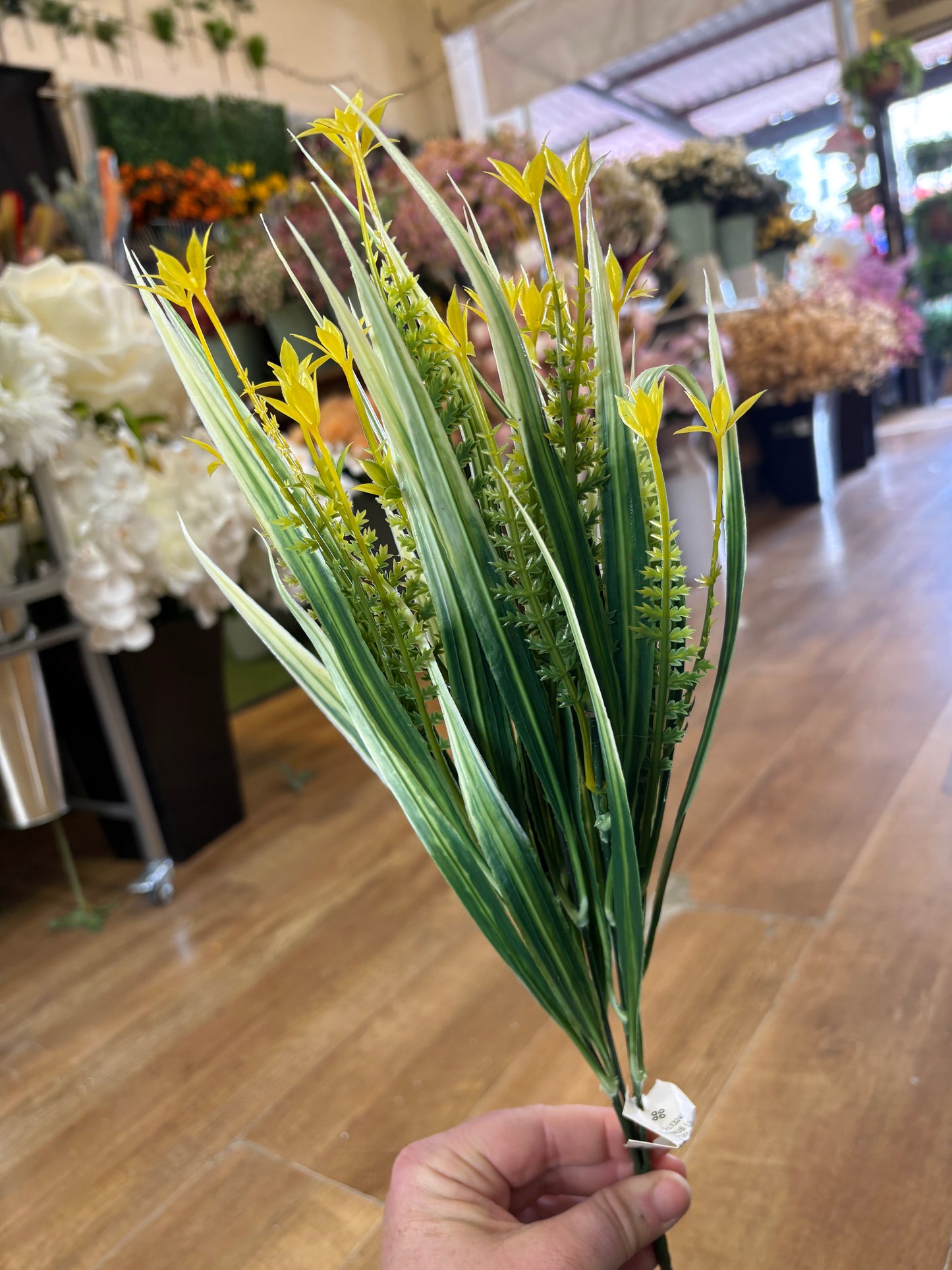 Cyperus Longus - 4 colours available