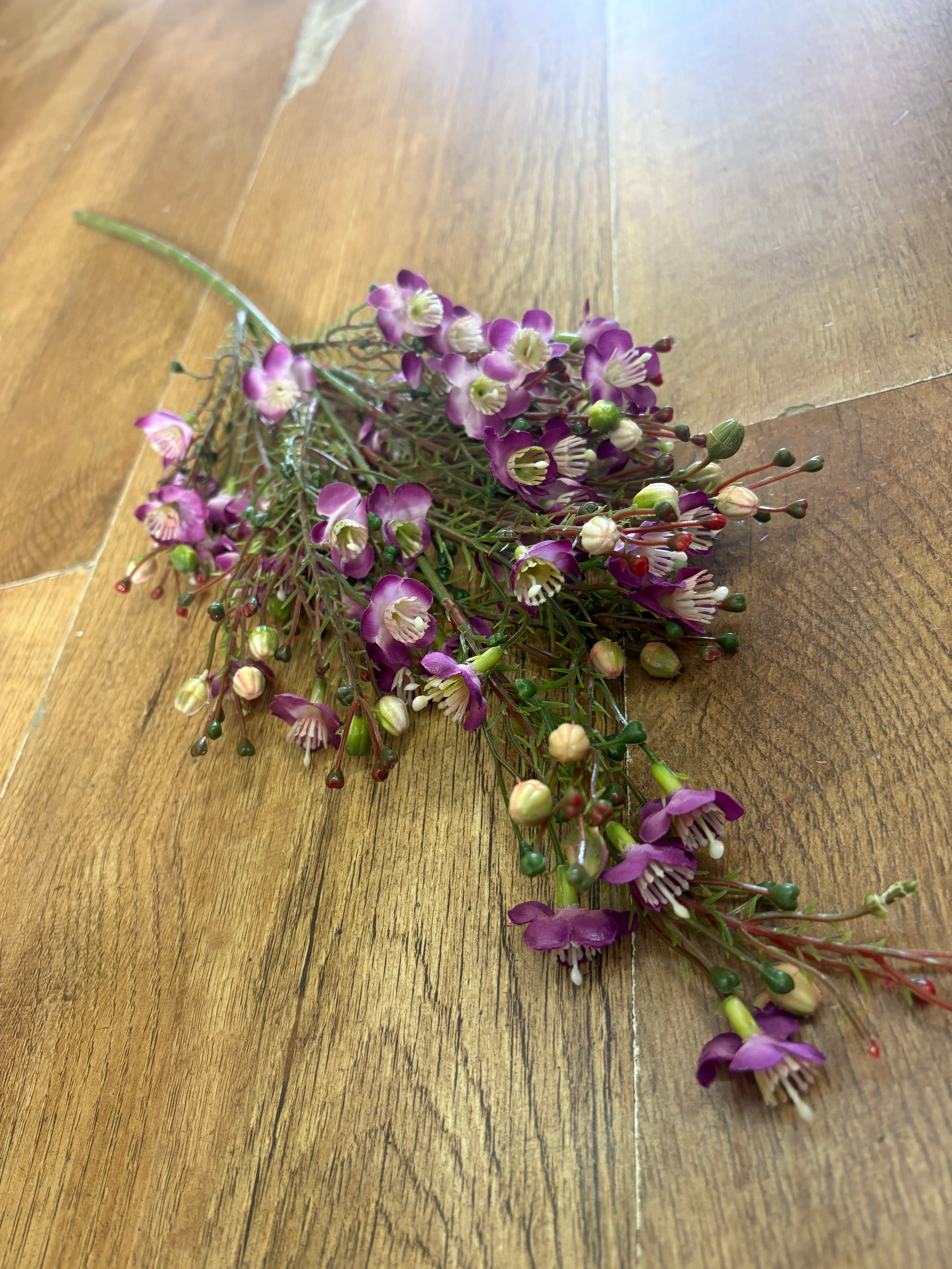 Purple wax flower chamelaucium spray