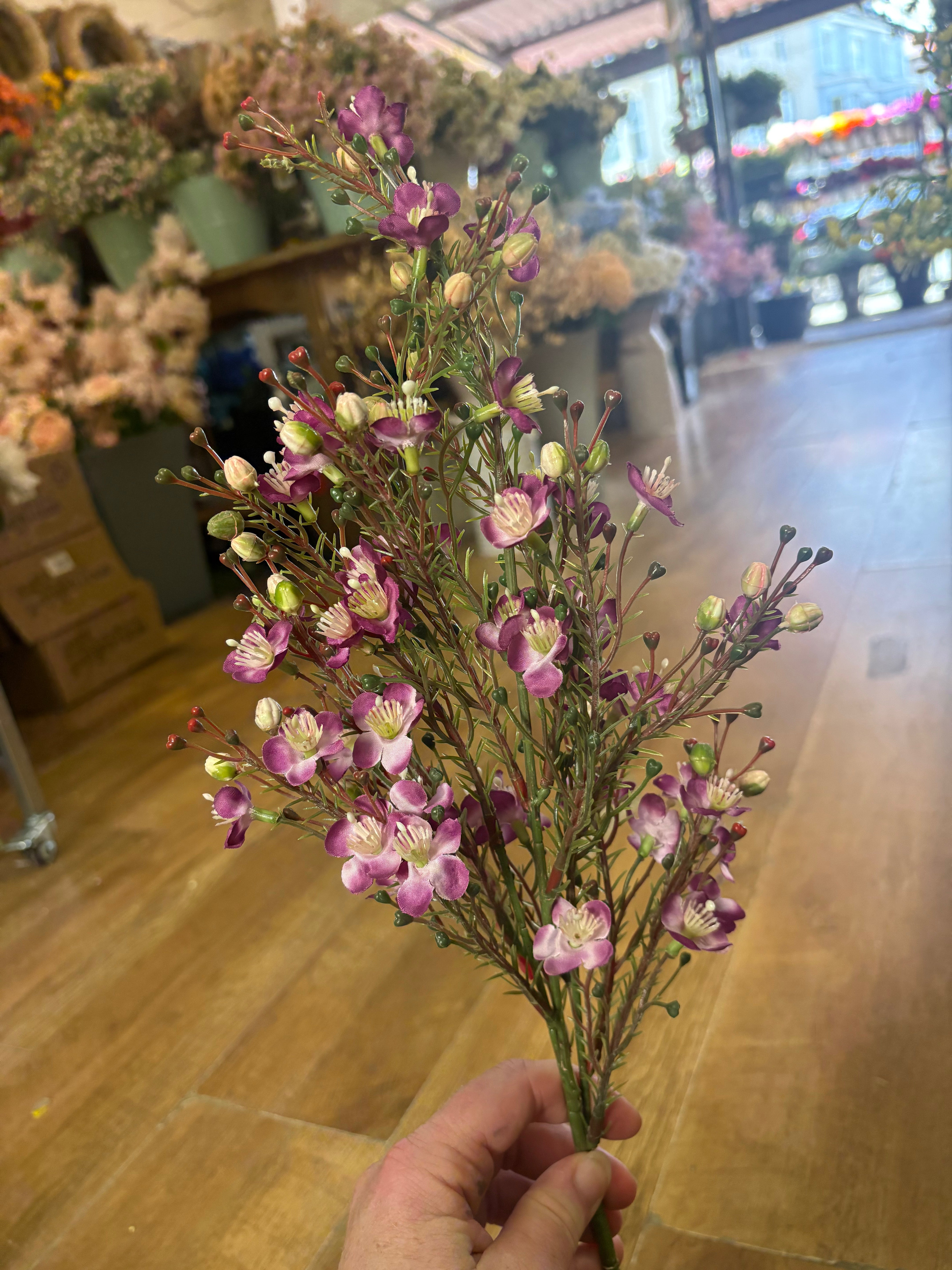 Purple wax flower chamelaucium spray