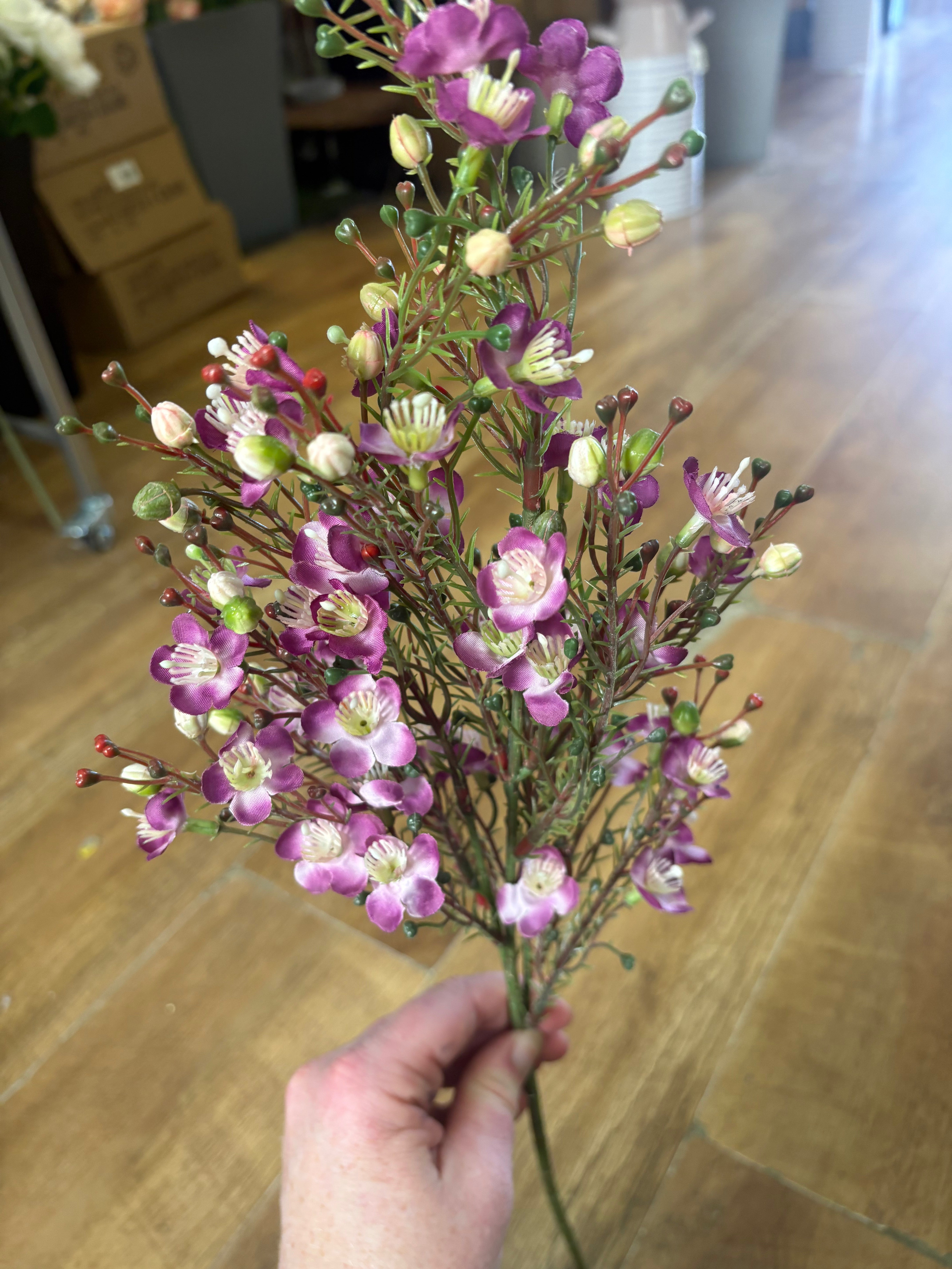 Purple wax flower chamelaucium spray