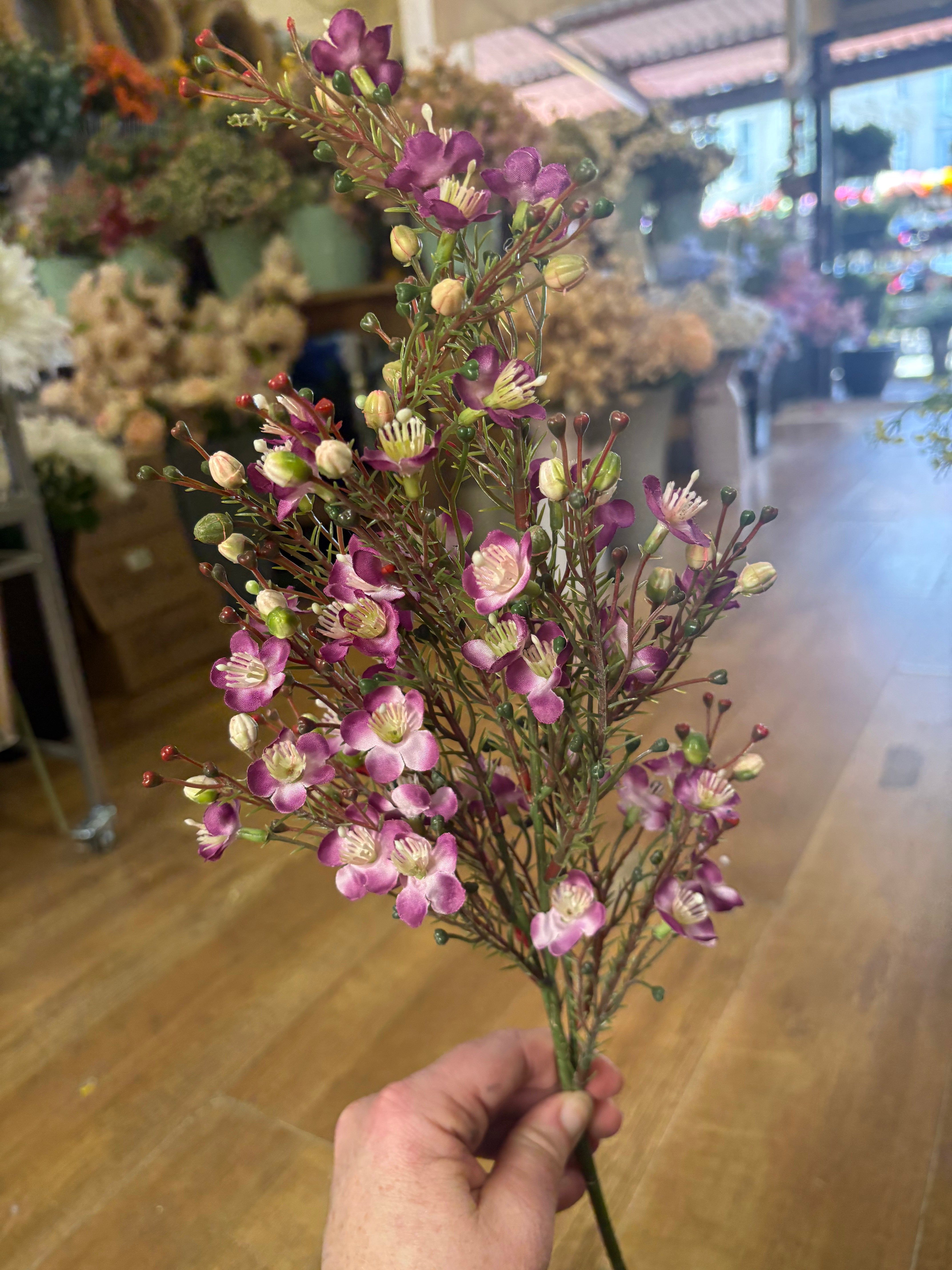 Purple wax flower chamelaucium spray