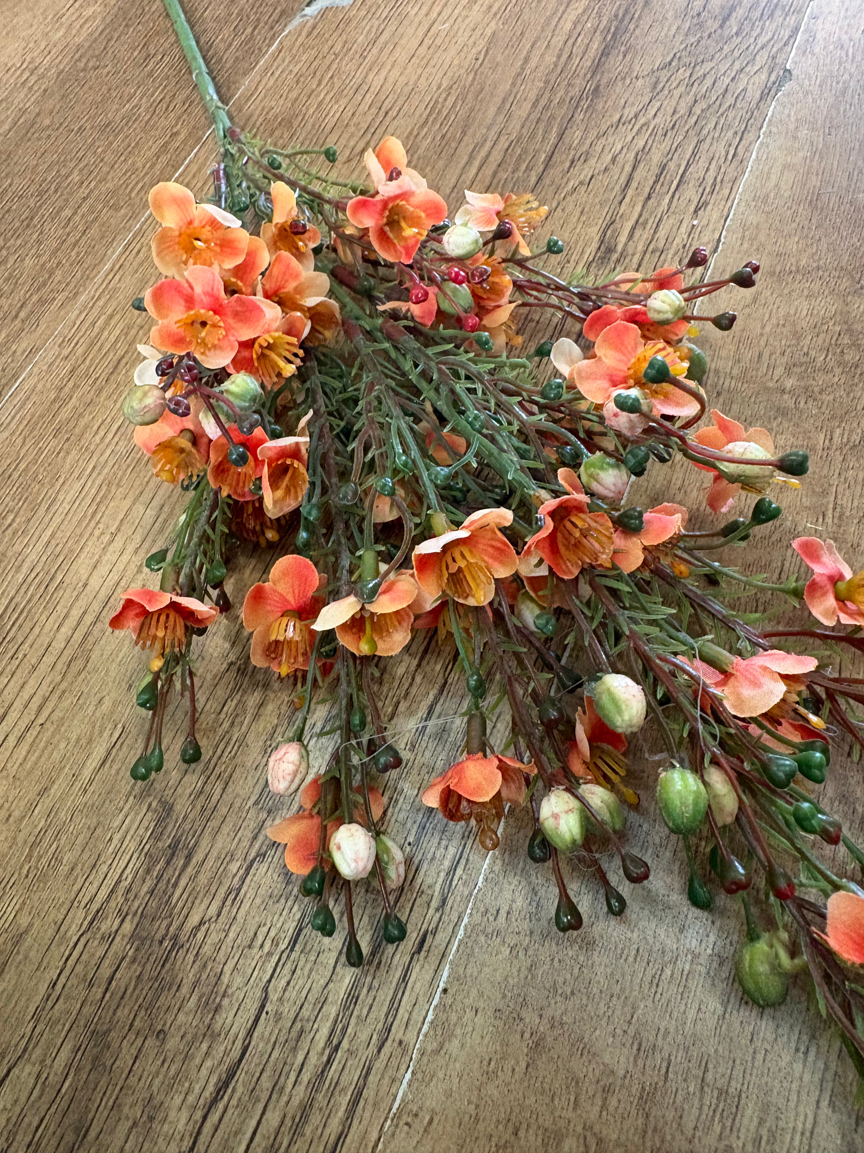 Orange wax flower chamelaucium spray