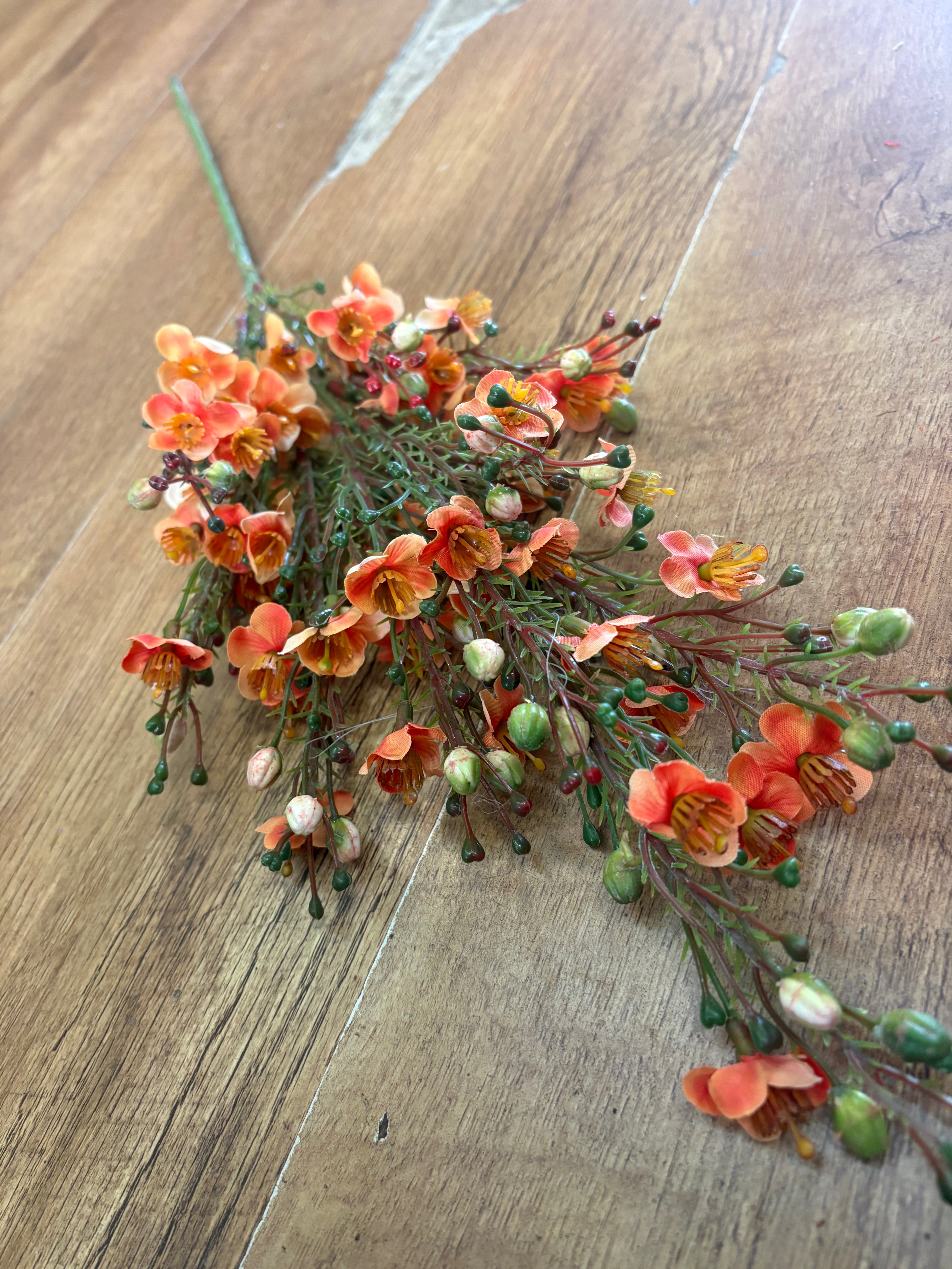 Orange wax flower chamelaucium spray