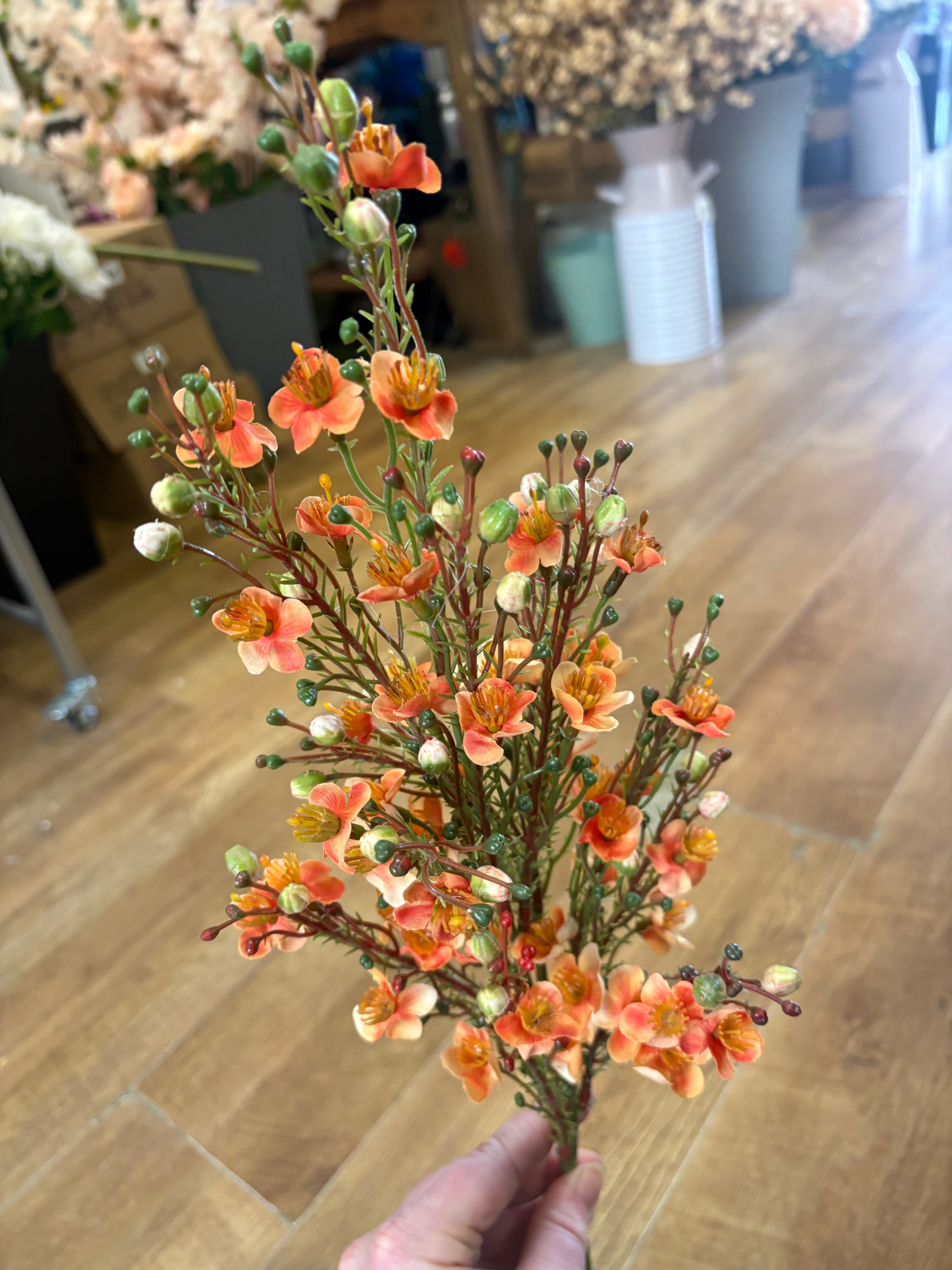 Orange wax flower chamelaucium spray