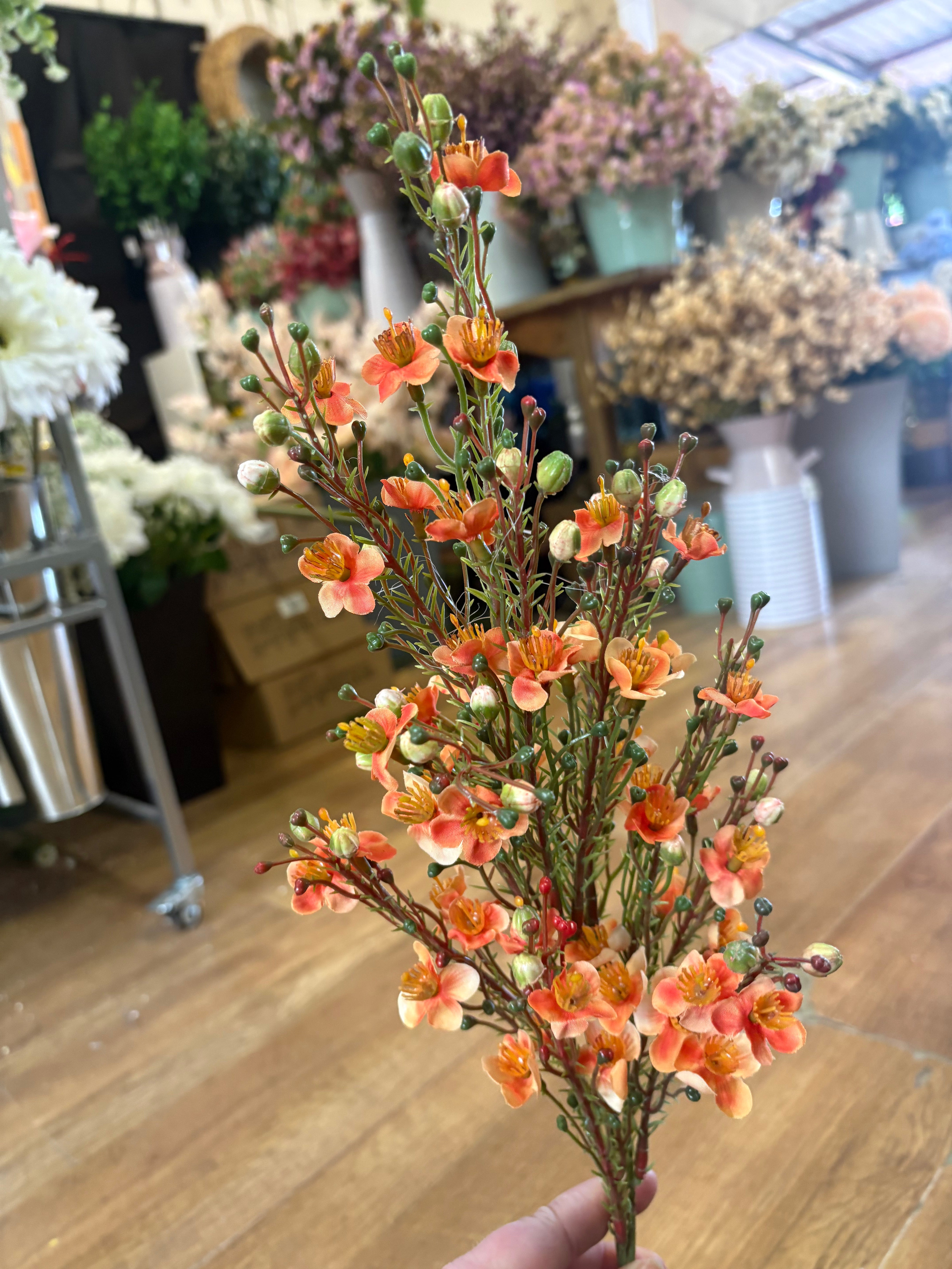 Orange wax flower chamelaucium spray