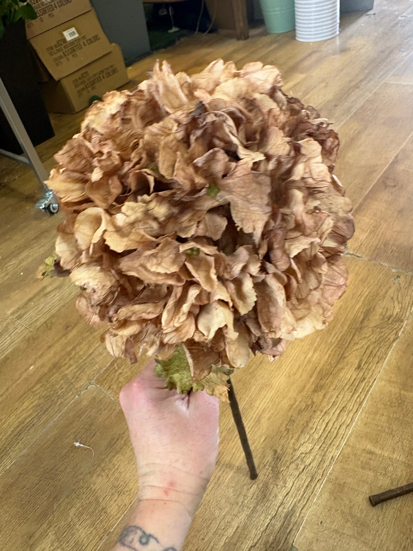 Cappuccino dried touch ruffled hydrangea