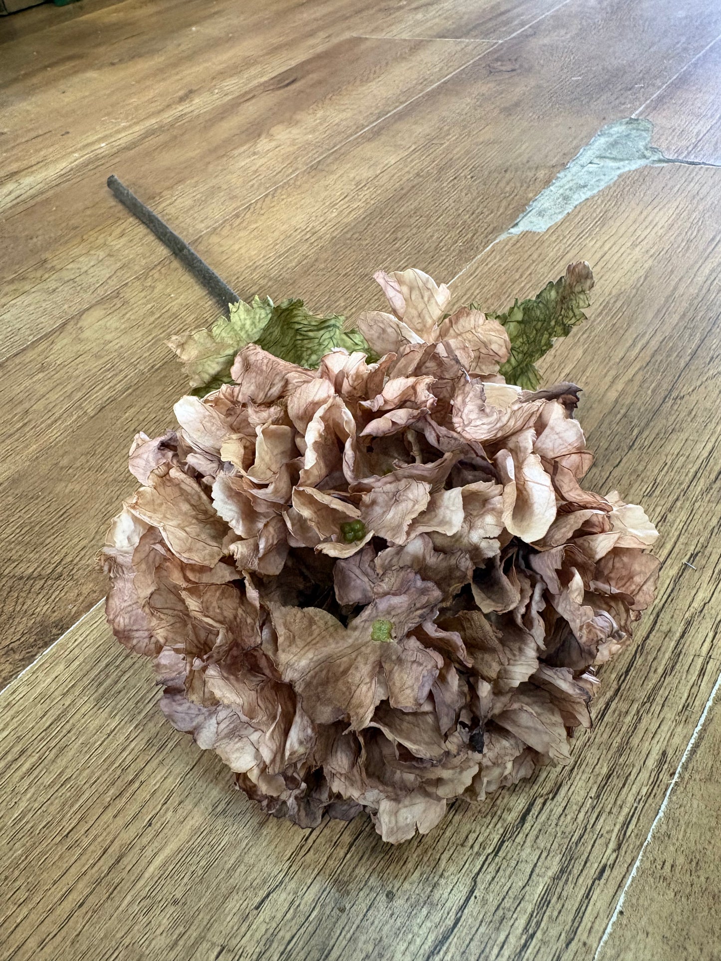 Cappuccino dried touch ruffled hydrangea