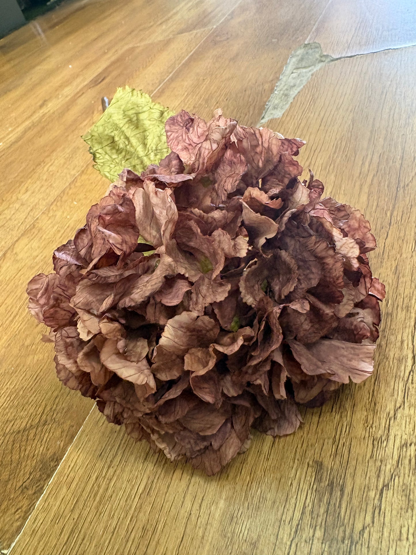 Mocha dried touch ruffled hydrangea