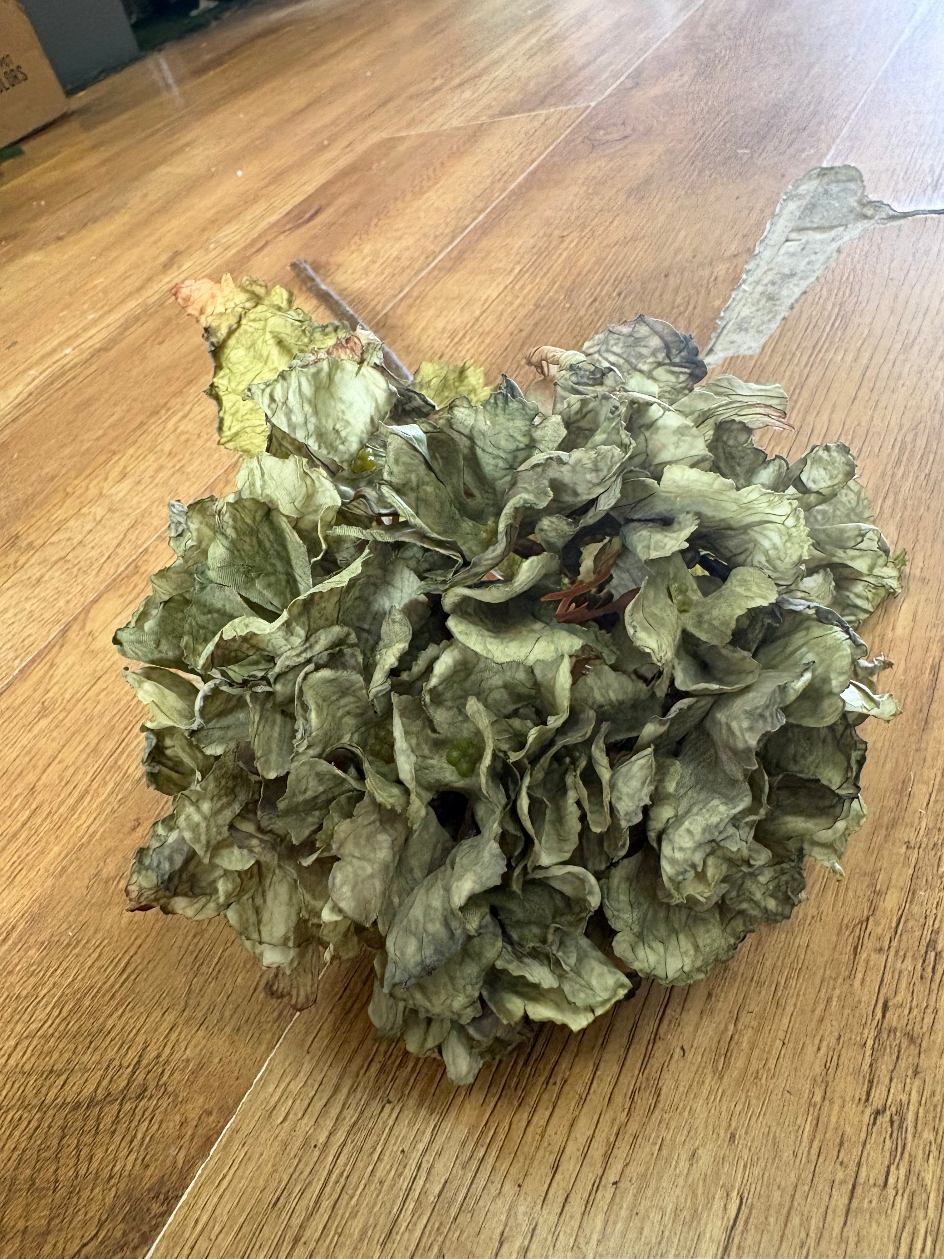 Green dried touch ruffled hydrangea