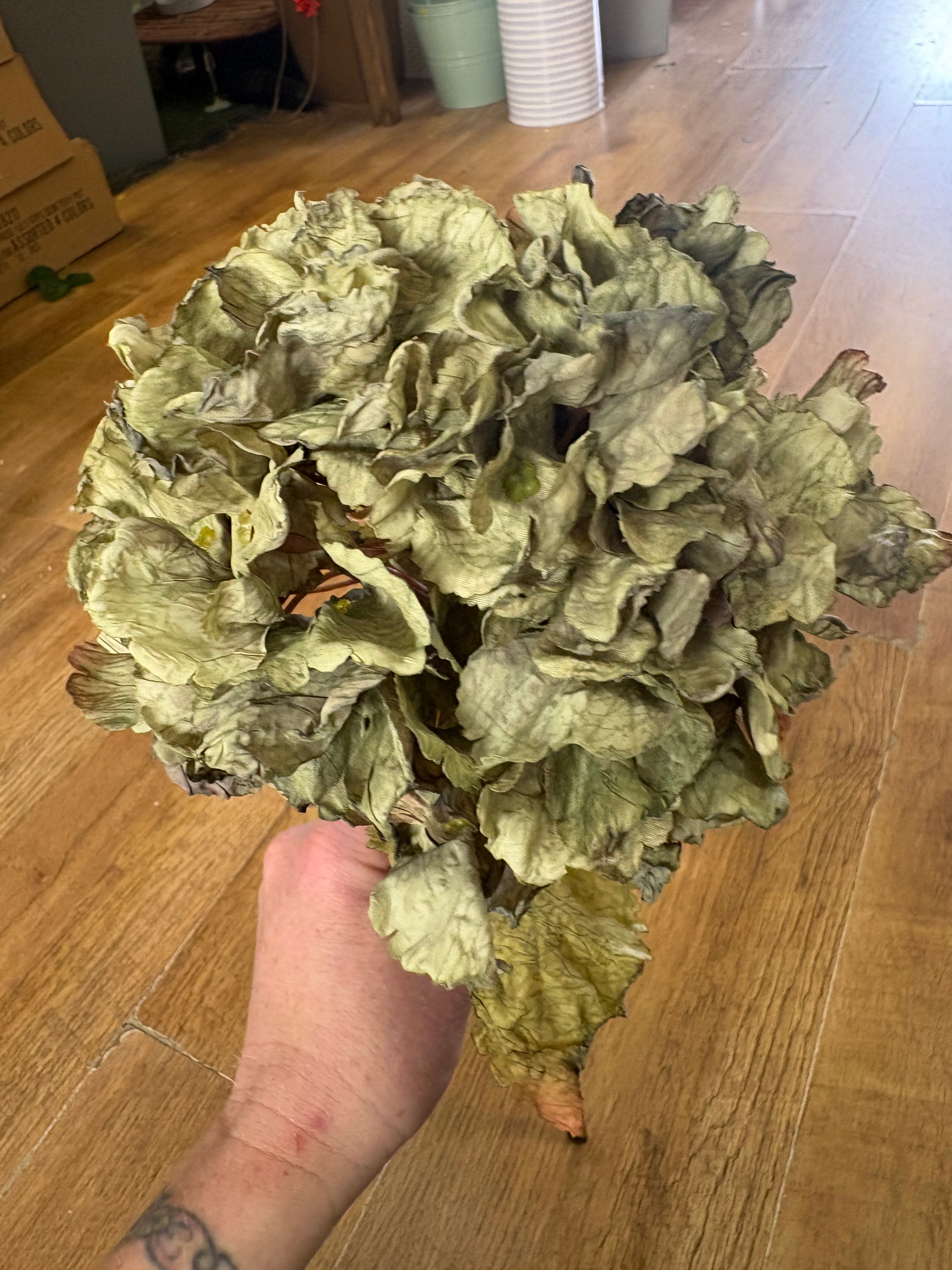 Green dried touch ruffled hydrangea