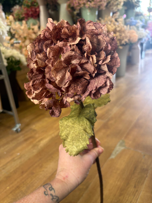 Mocha dried touch ruffled hydrangea