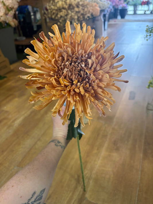 Long stem Honey Fuji mum