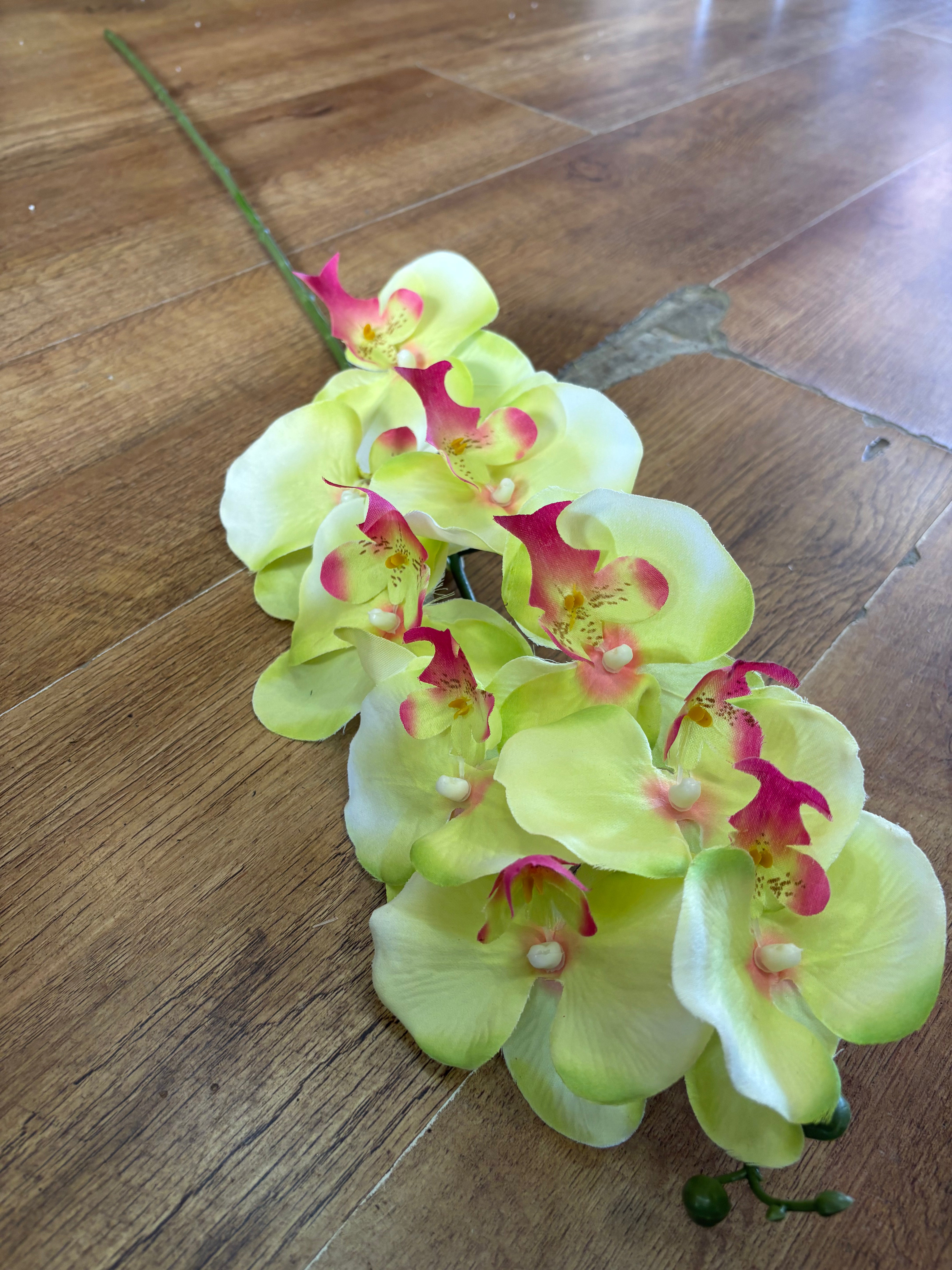 96cm tall lime green with pink tints orchid stem
