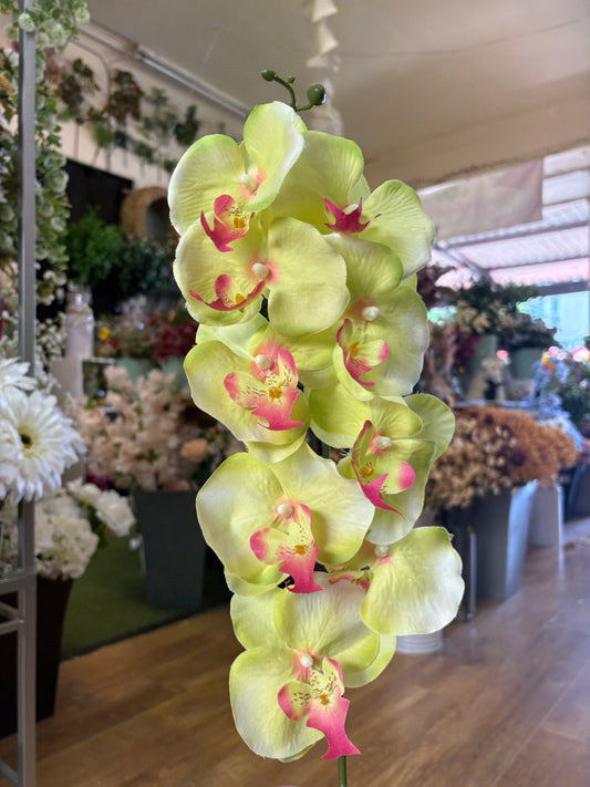 96cm tall lime green with pink tints orchid stem