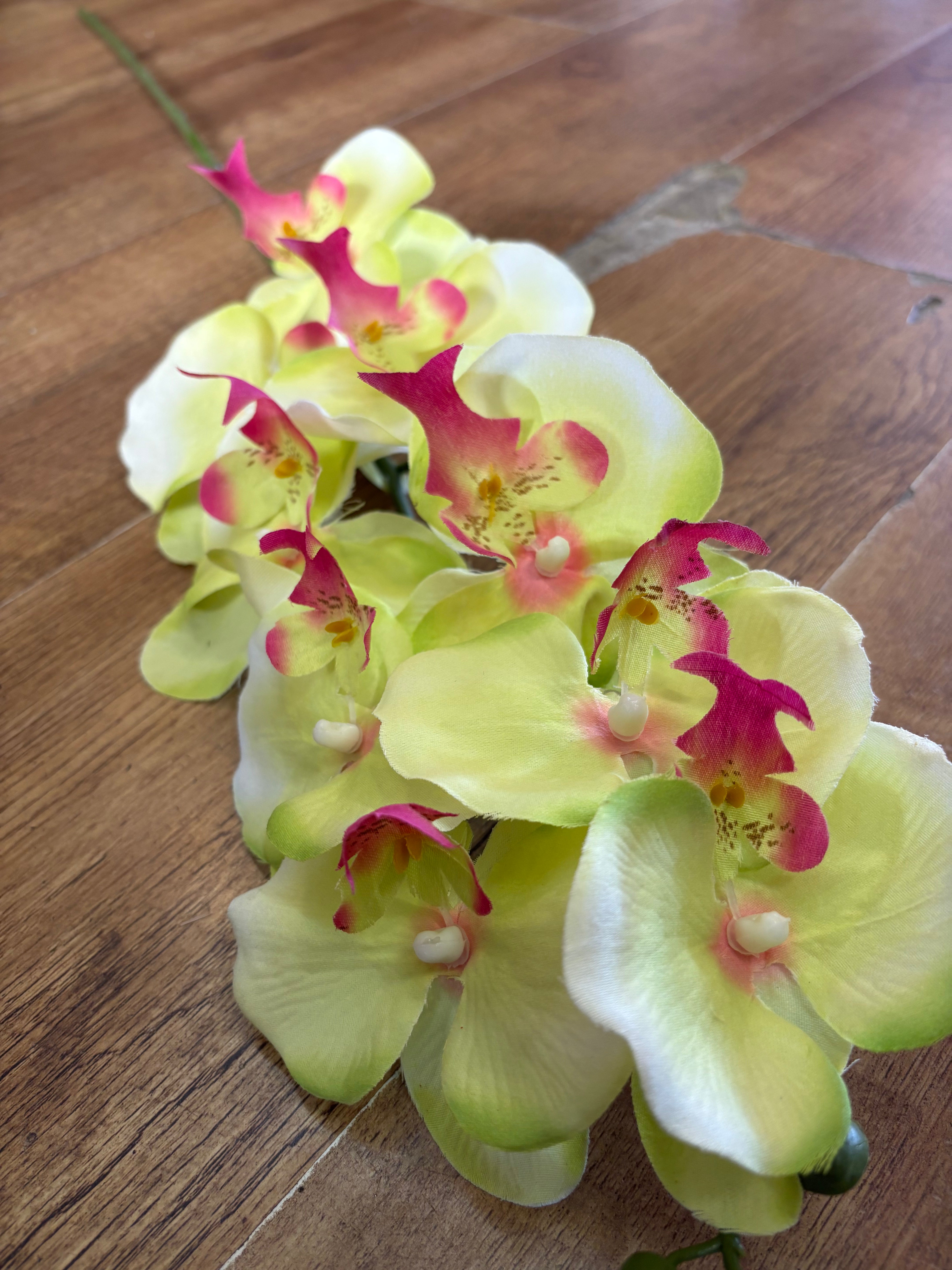 96cm tall lime green with pink tints orchid stem