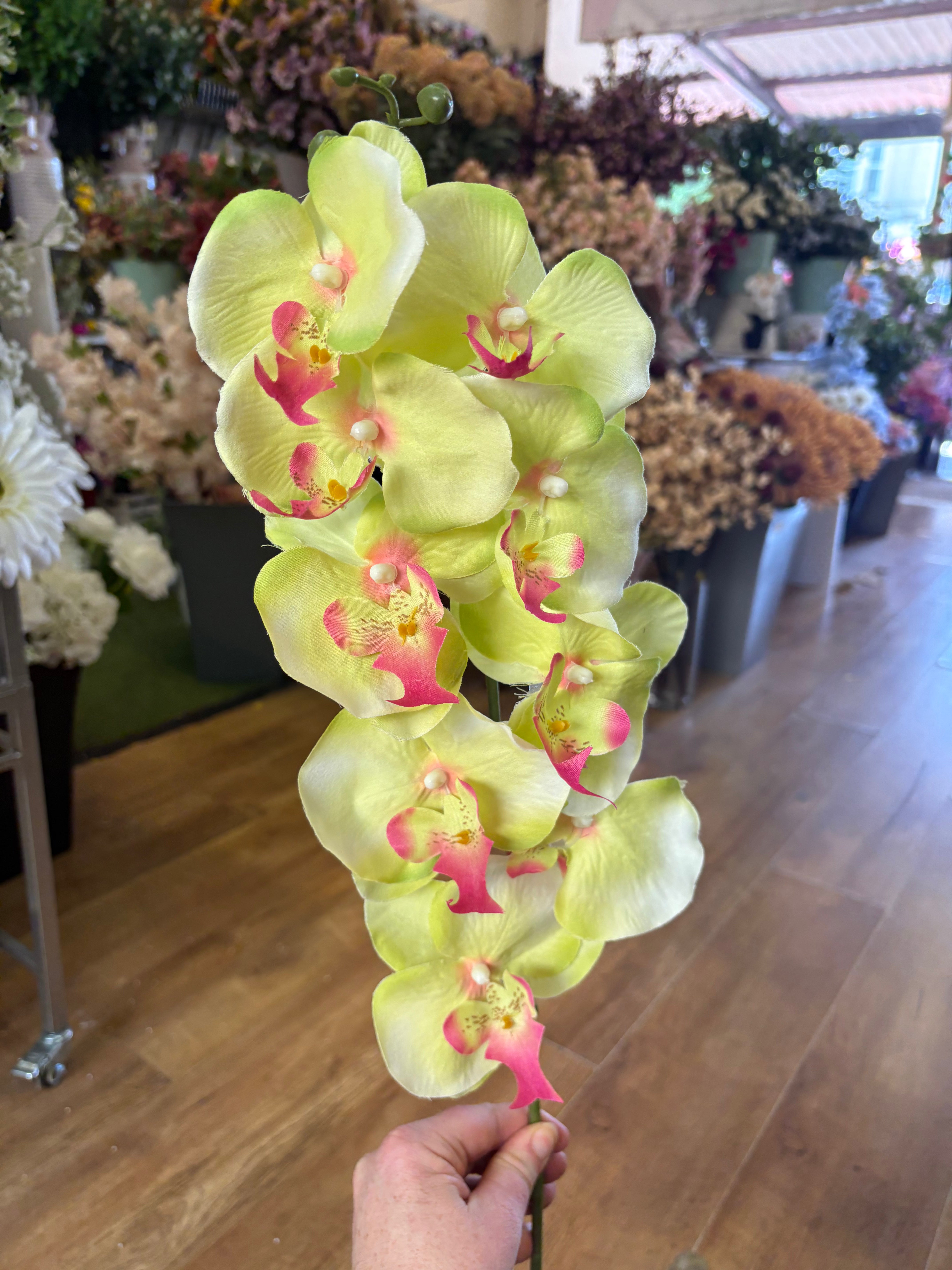96cm tall lime green with pink tints orchid stem