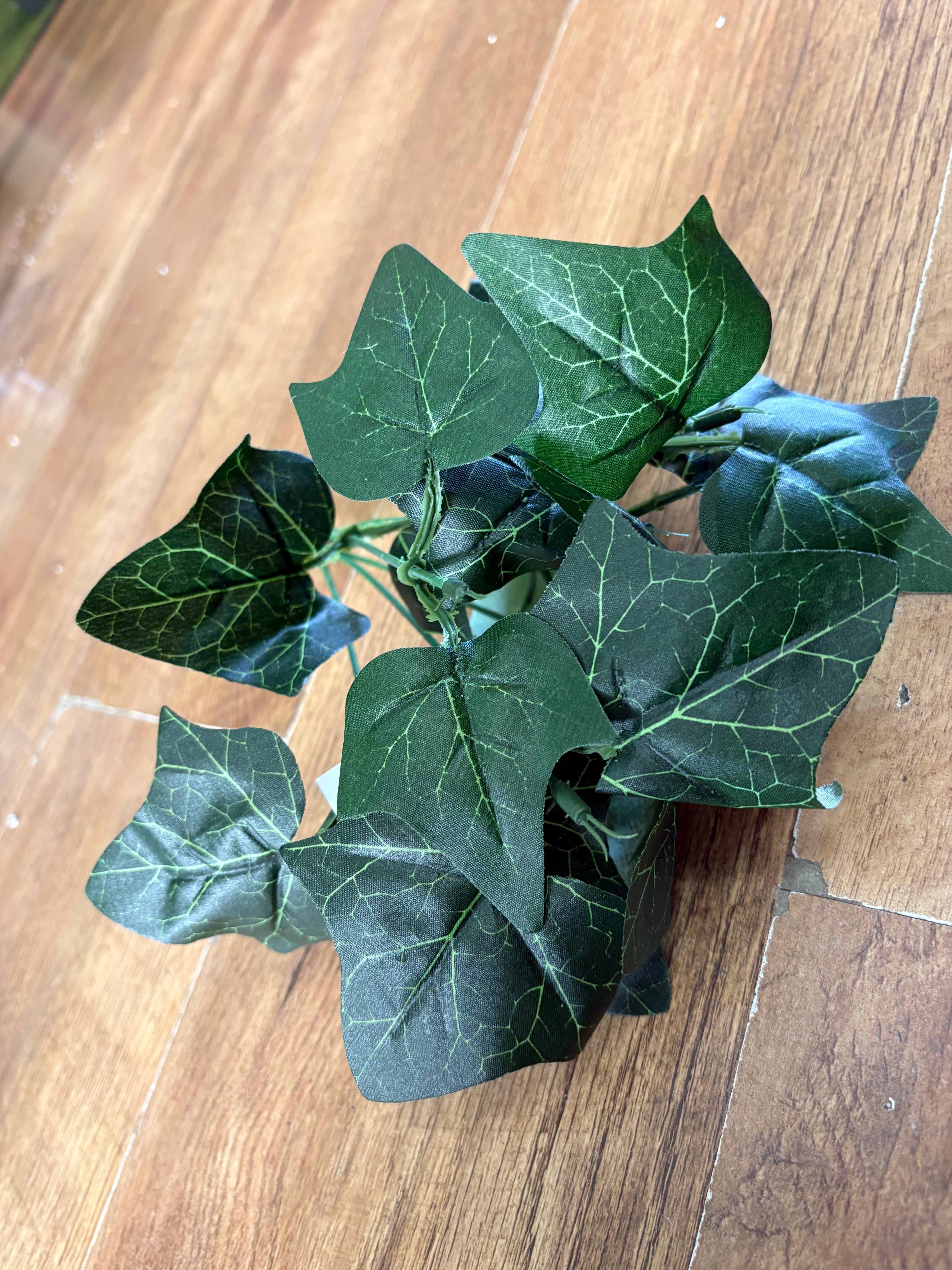 Ivy bunch