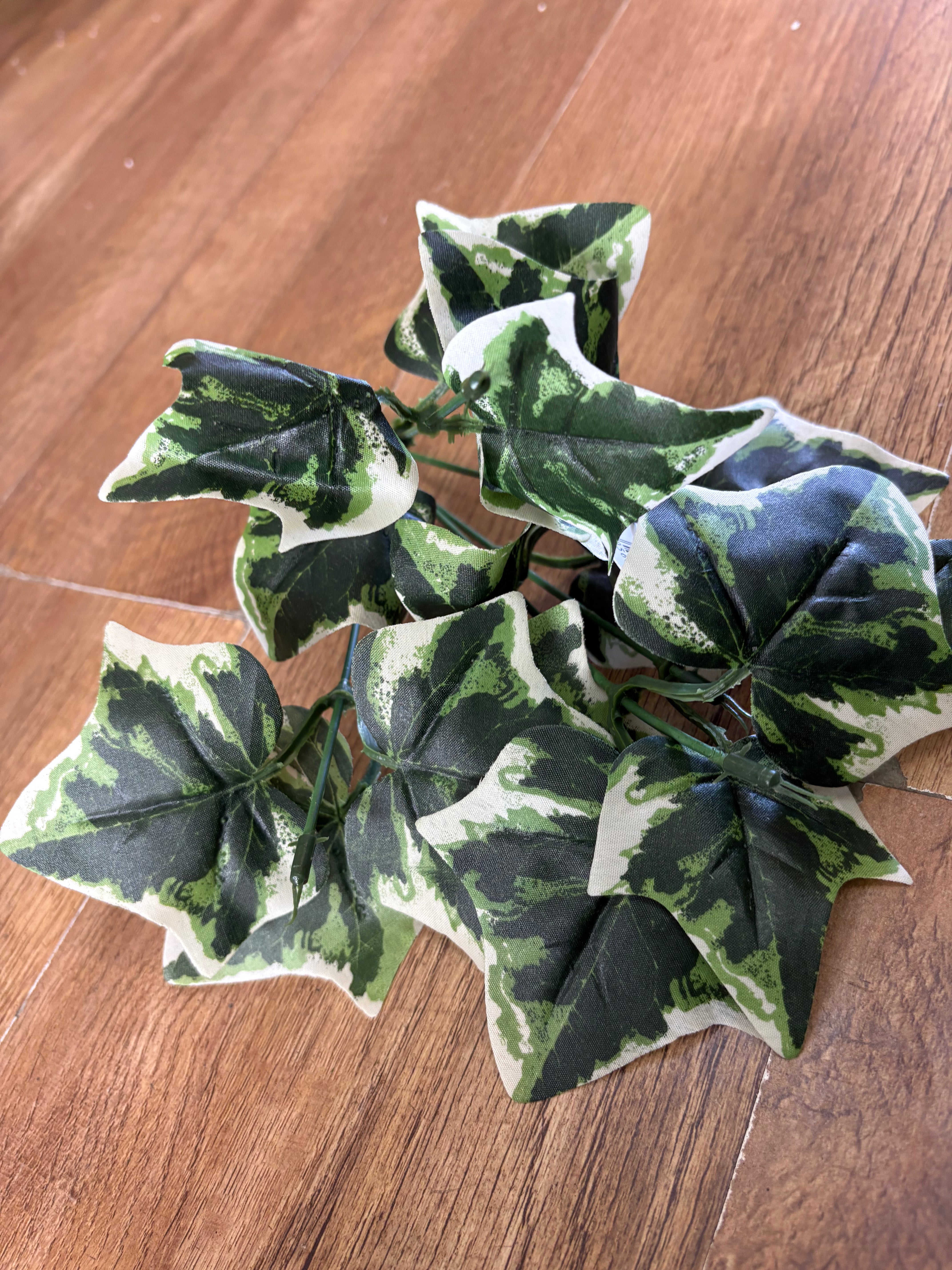 Variegated Ivy bunch