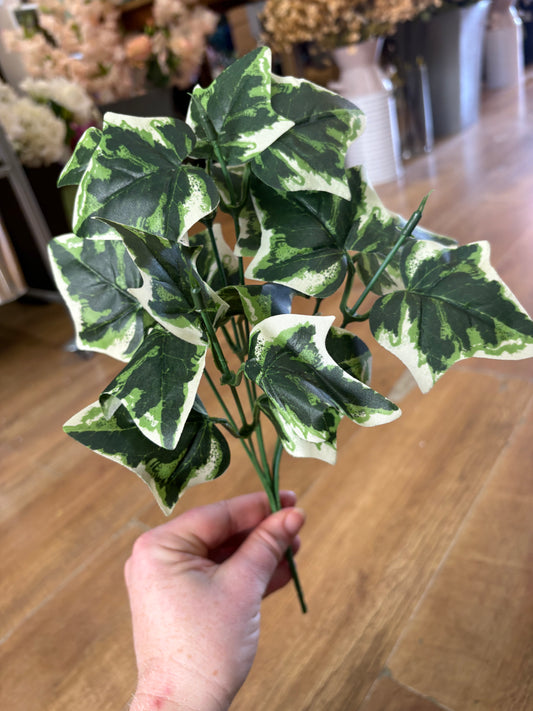 Variegated Ivy bunch