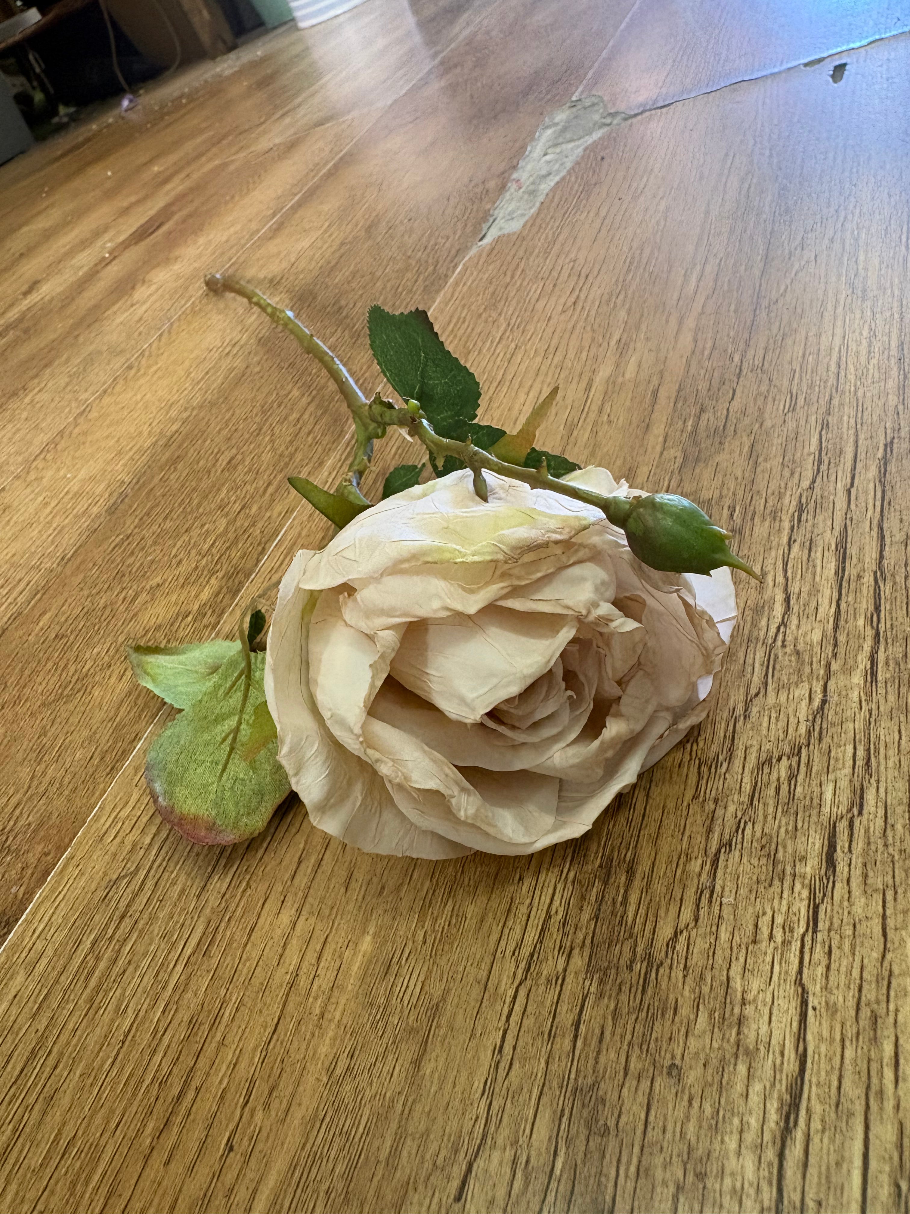 Dried inspired single oyster Valera rose