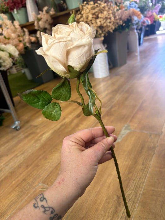Dried inspired single oyster Valera rose