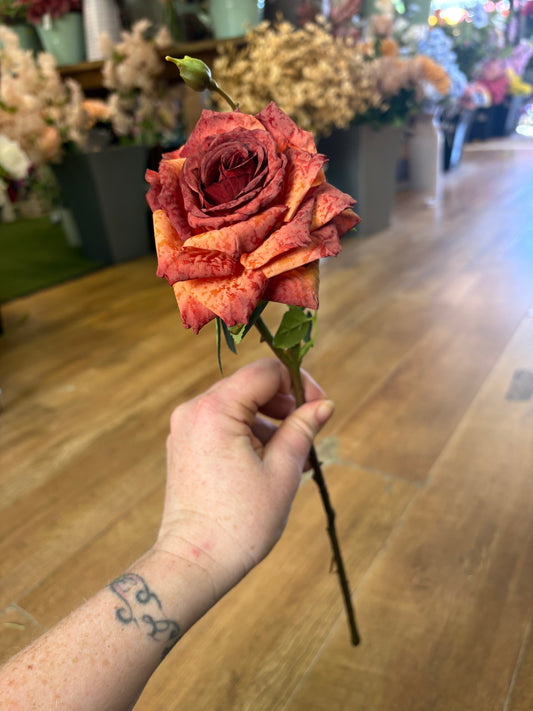 Dried inspired single Russet Marisa rose
