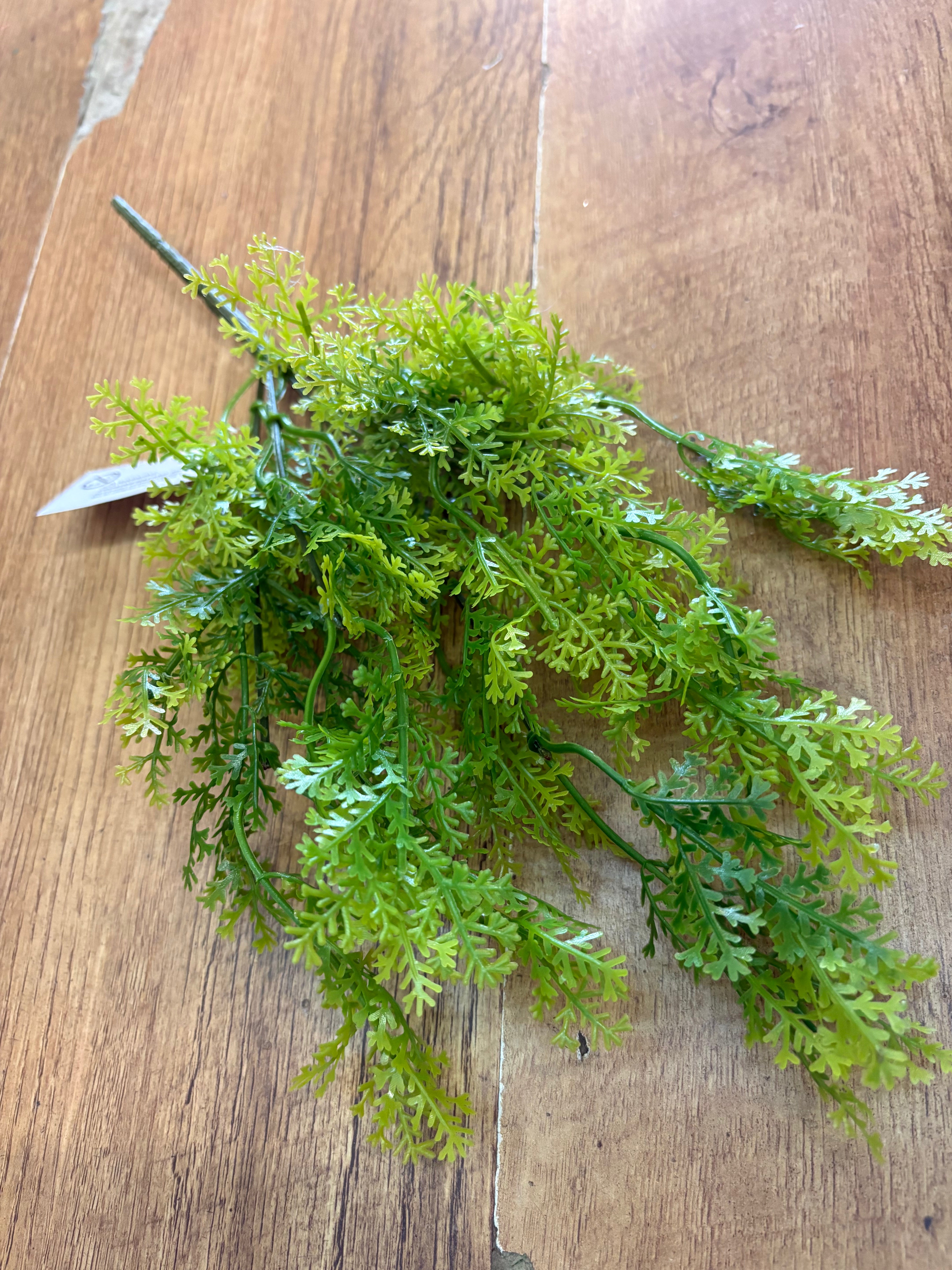 Asparagus fern bunch