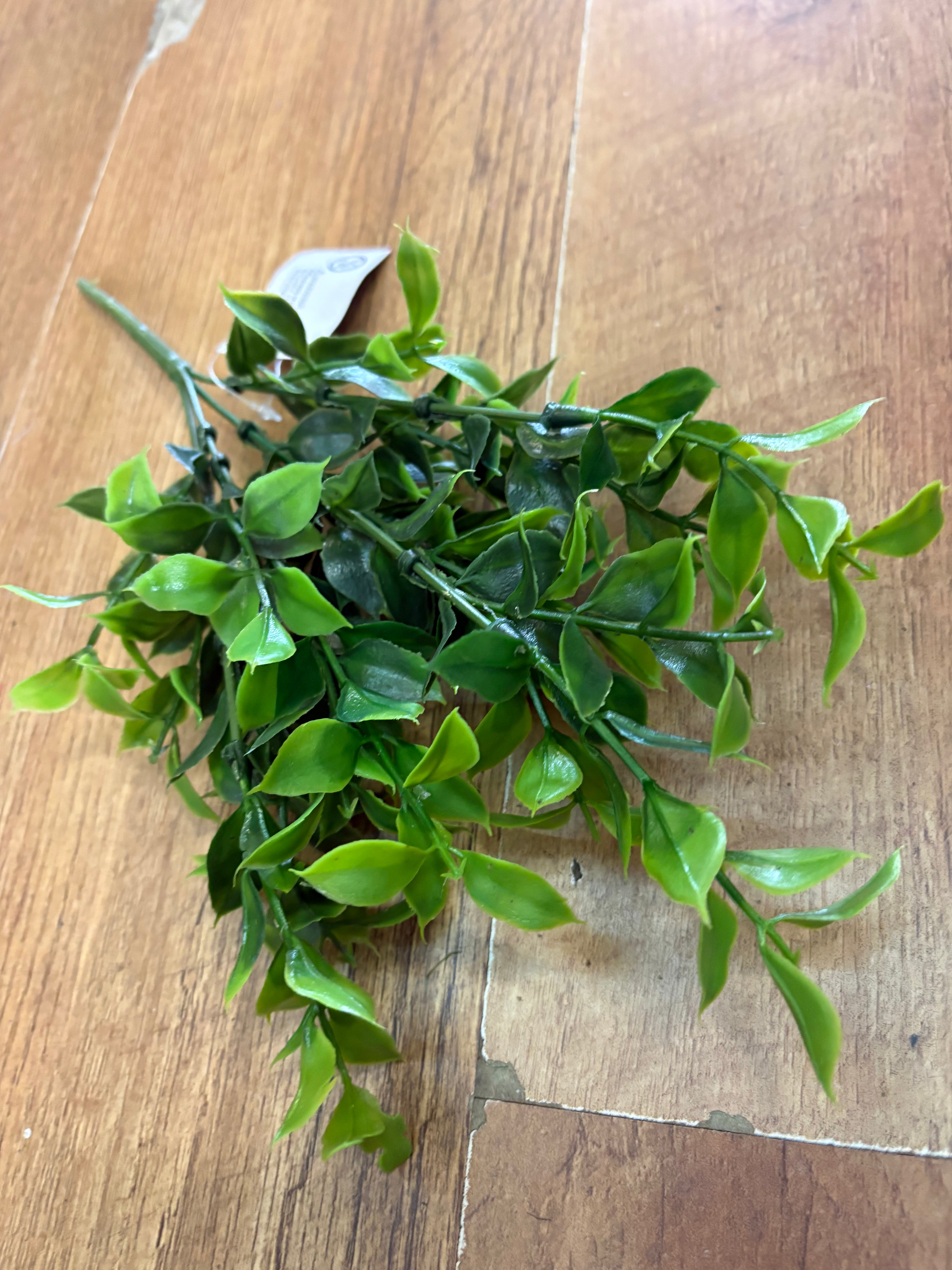 Ruscus bunch